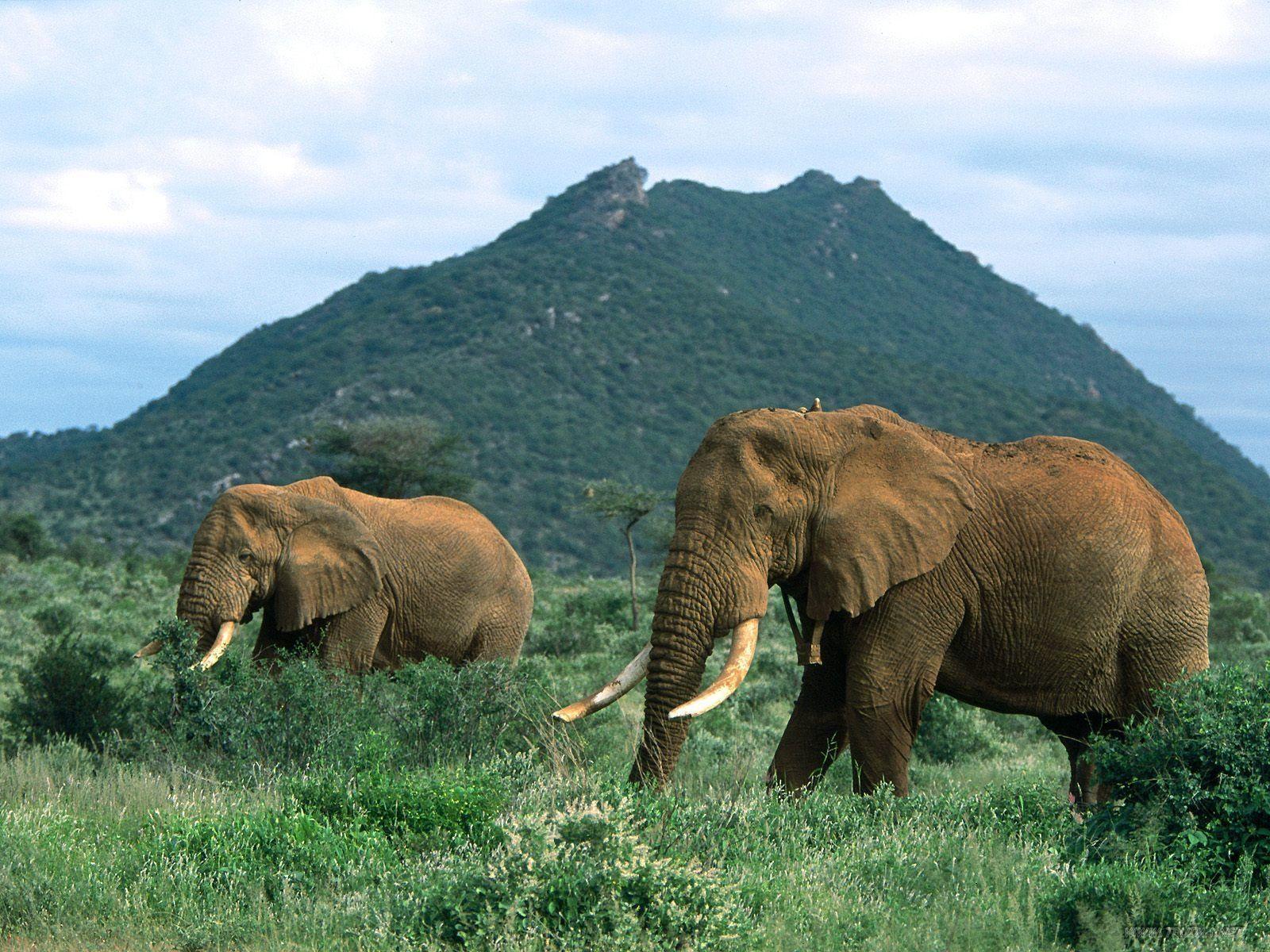 African Elephant Habitat