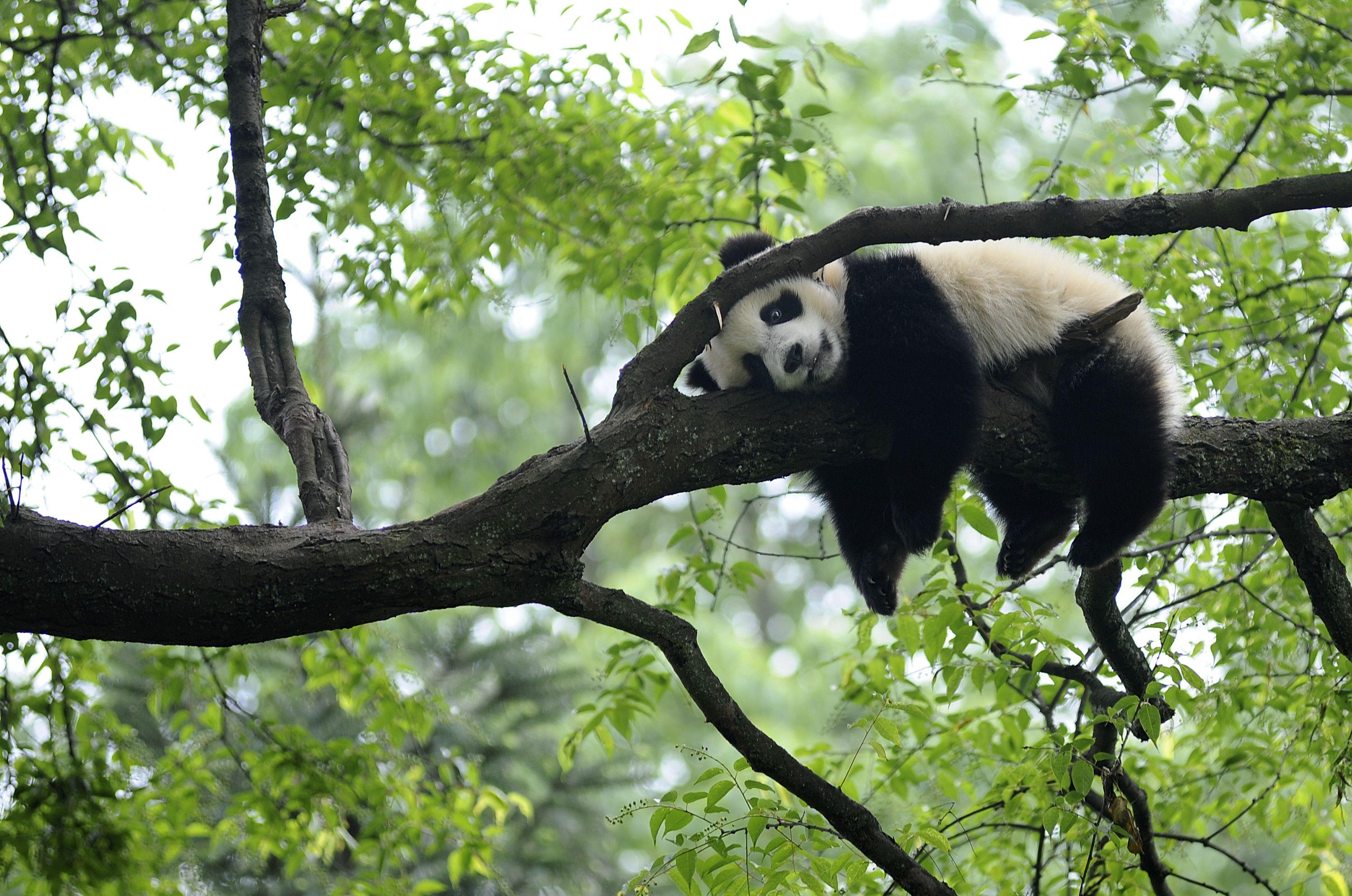 Panda Habitat Wallpaper 1080p, Animals Wallpaper