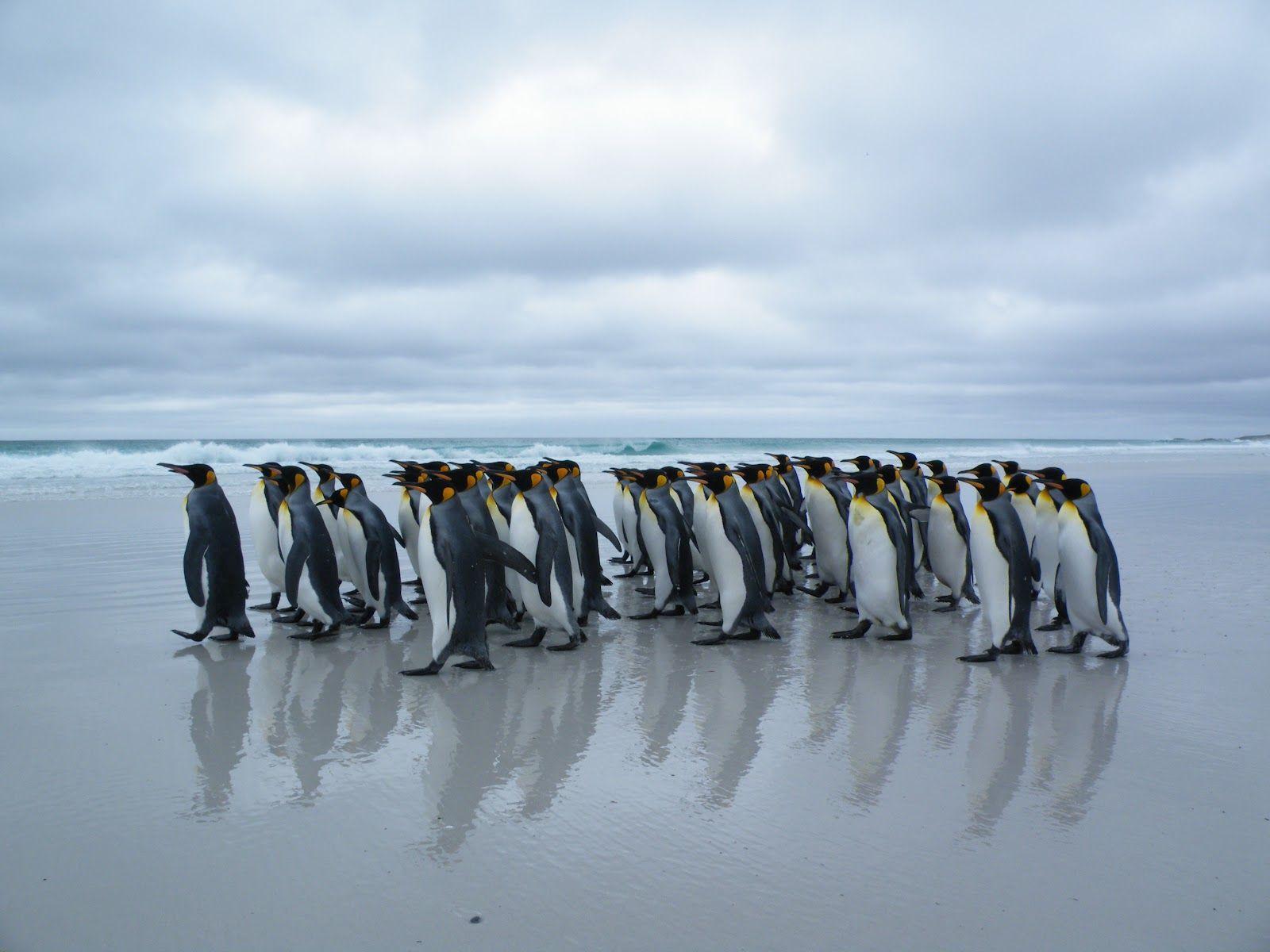 Emperor Penguins Habitat