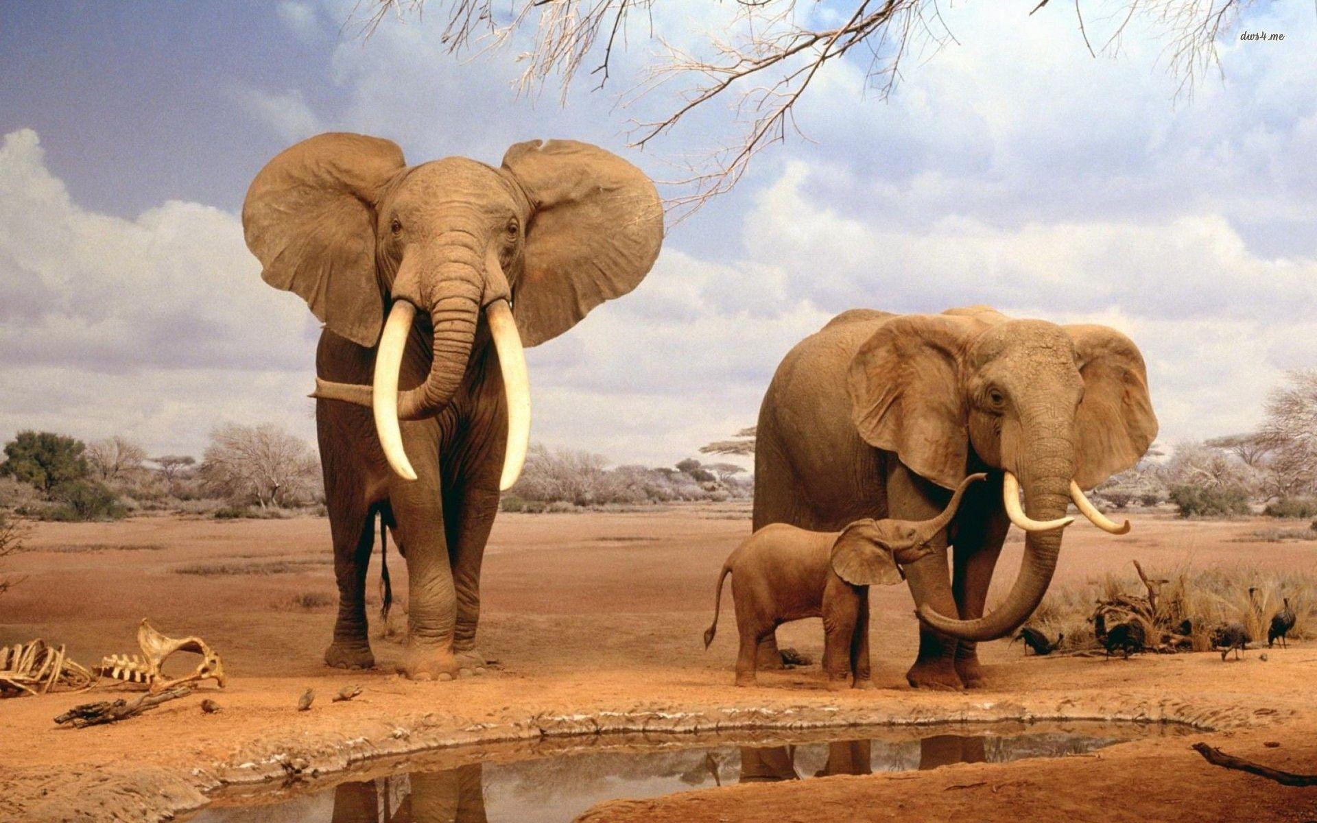 African Elephant Habitat