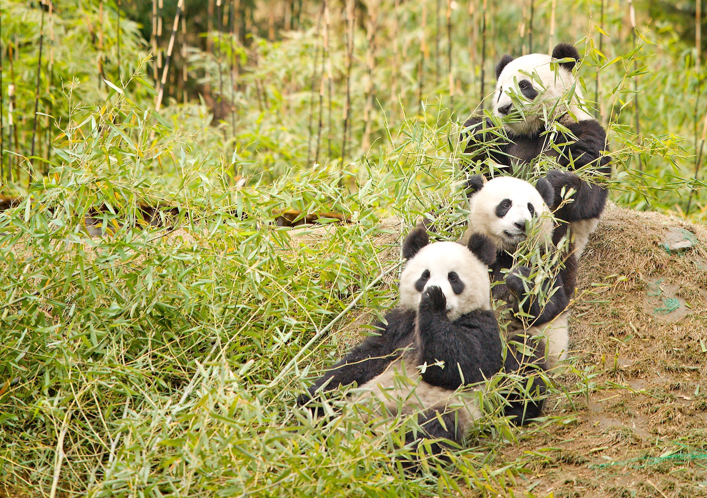 Animals Wallpaper: Panda Habitat Wallpaper Background for HD