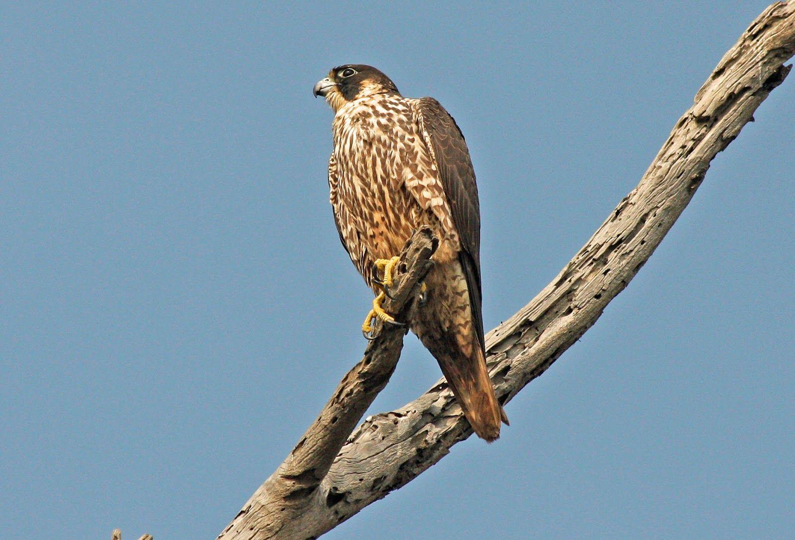 Peregrine Falcon Habitat