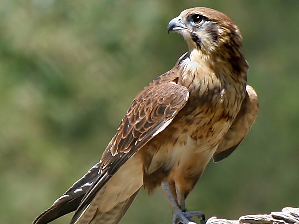 Peregrine Falcon Habitat
