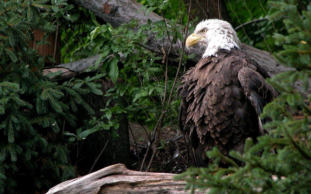 Photography wallpaper bald eagle habitat in the forest deadwood