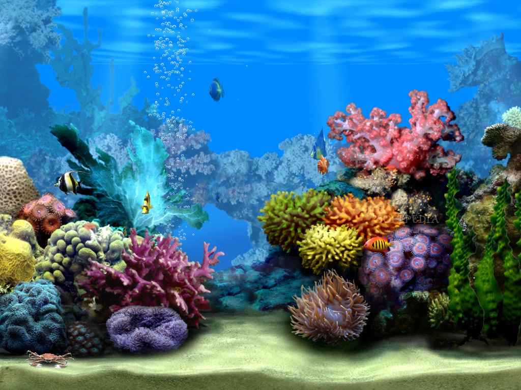 ocean reef.. Habitat Among The Coral Reef As They Swim Along