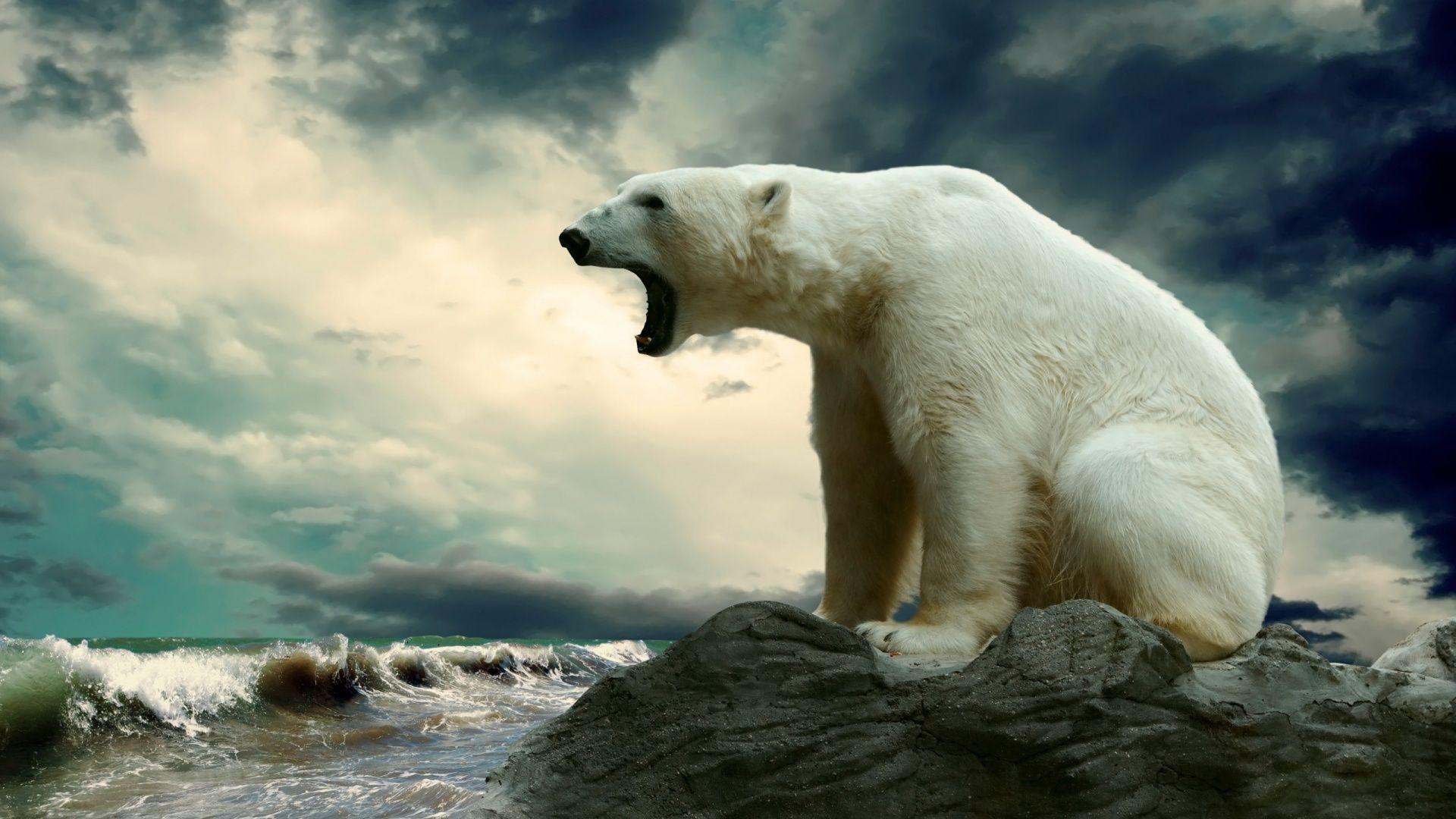 Polar Bears Habitat