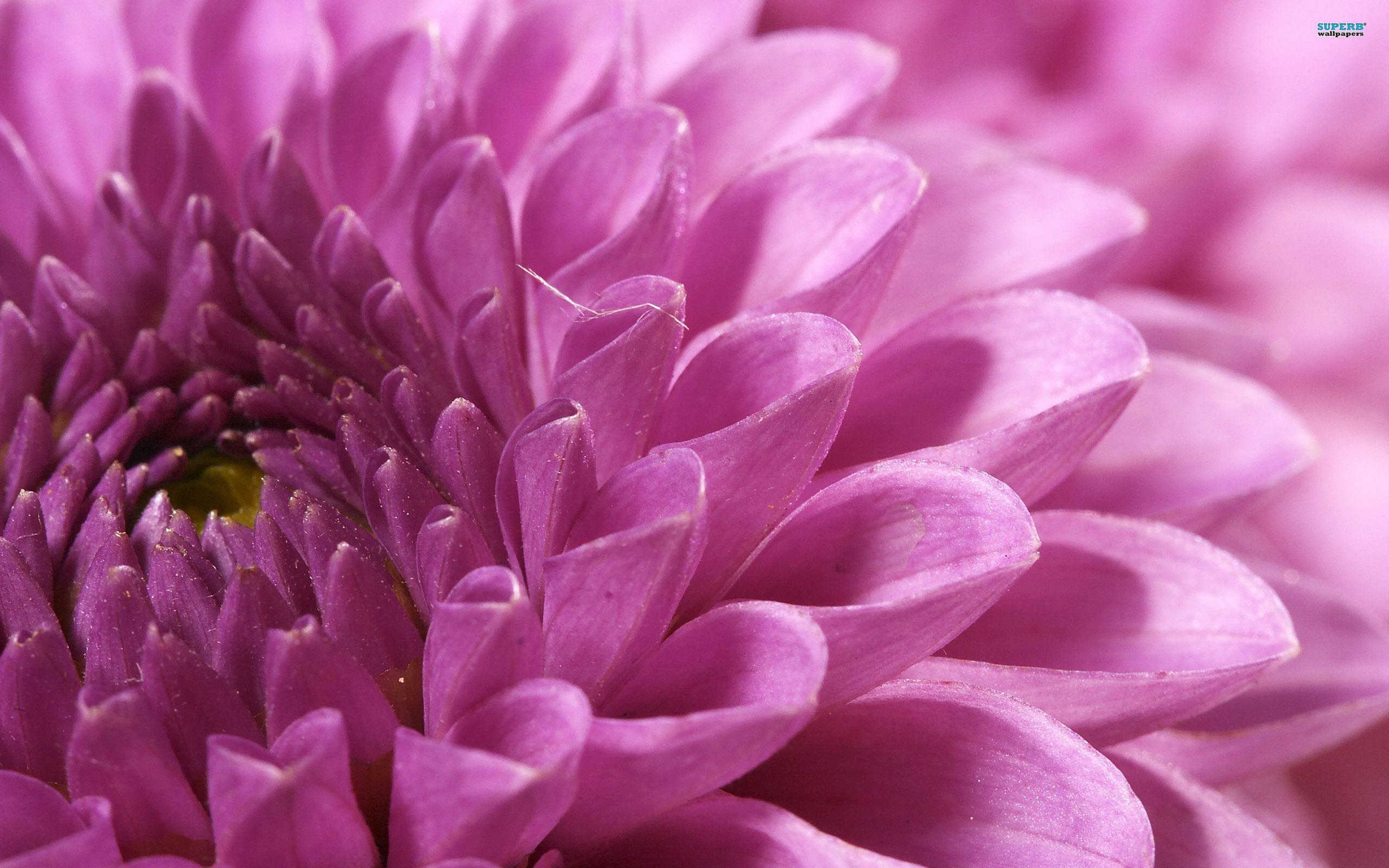 Awesome Chrysanthemum HD Wallpaper