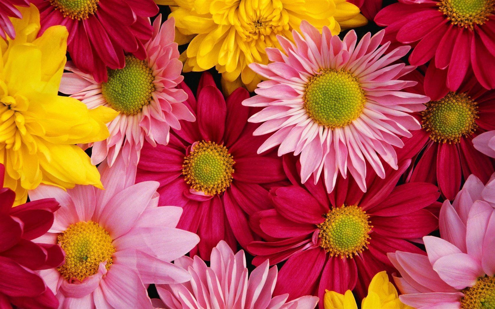 Chrysanthemum Wallpapers - Wallpaper Cave