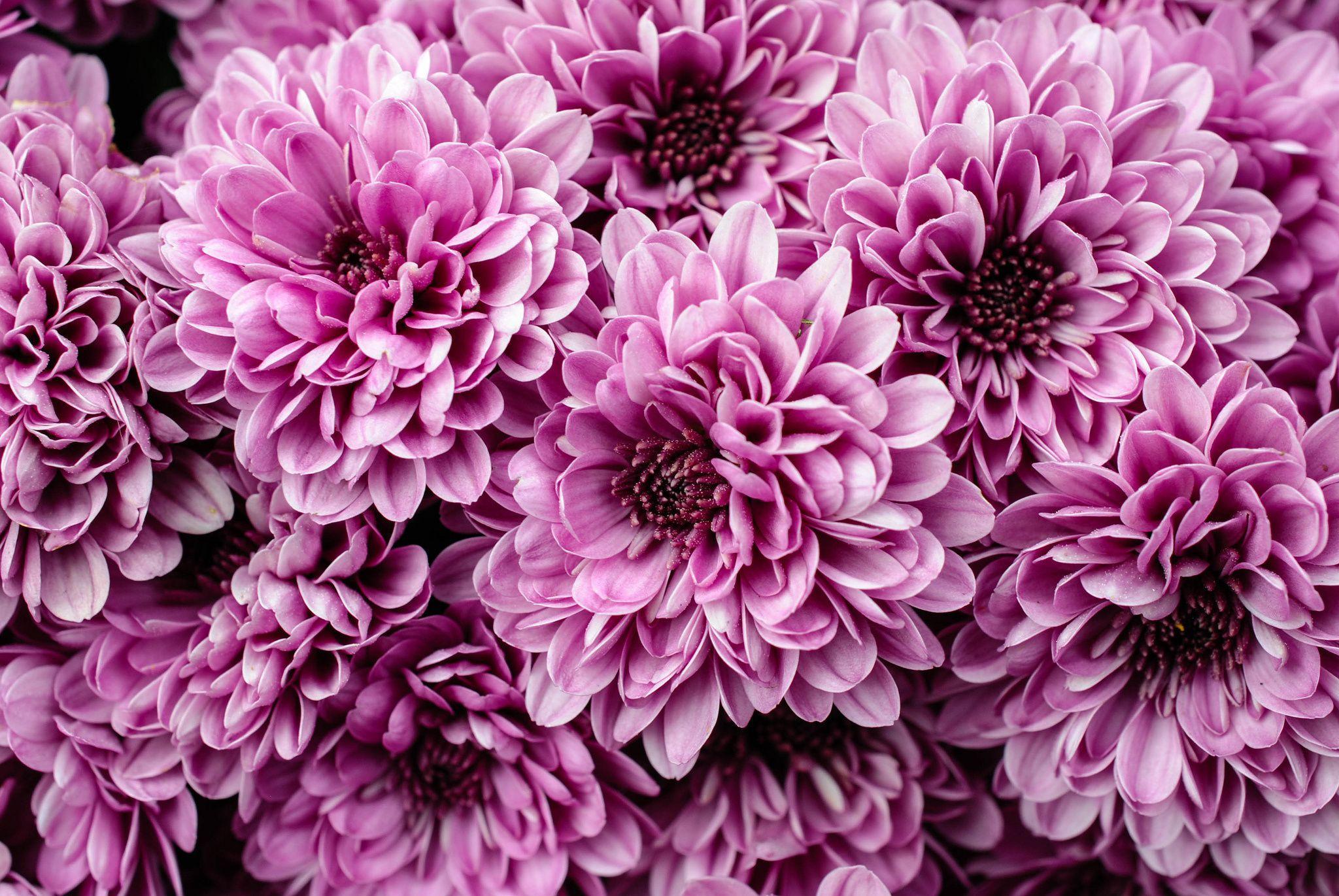 Awesome Chrysanthemum HD Wallpaper