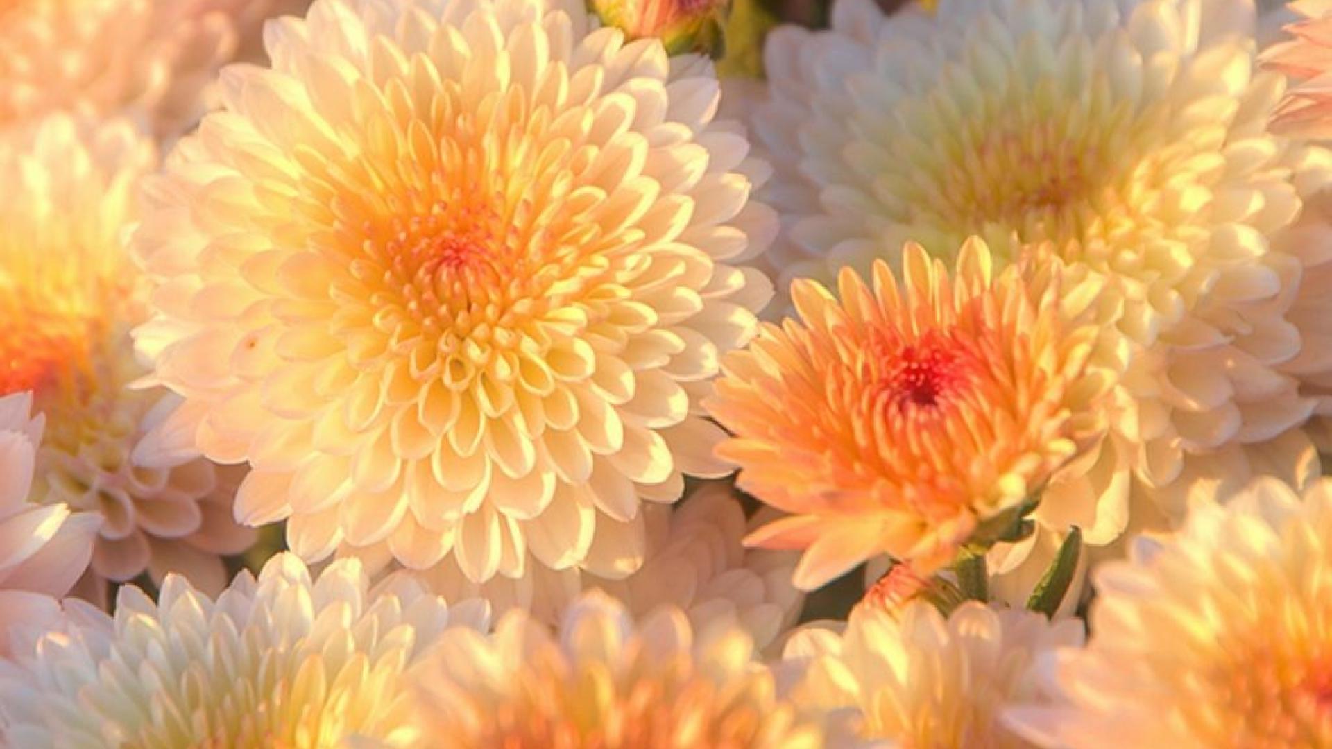 HD Chrysanthemums Wallpaper and Photo. HD Flowers Wallpaper