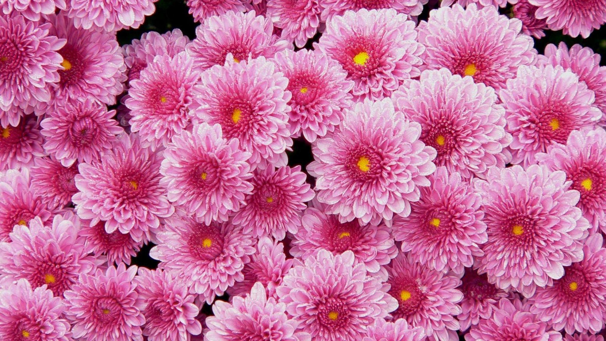 Chrysanthemum Wallpaper. HD Wallpaper Pulse