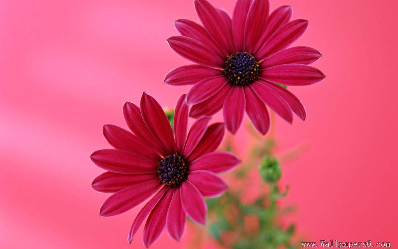 Awesome Chrysanthemum HD Wallpaper