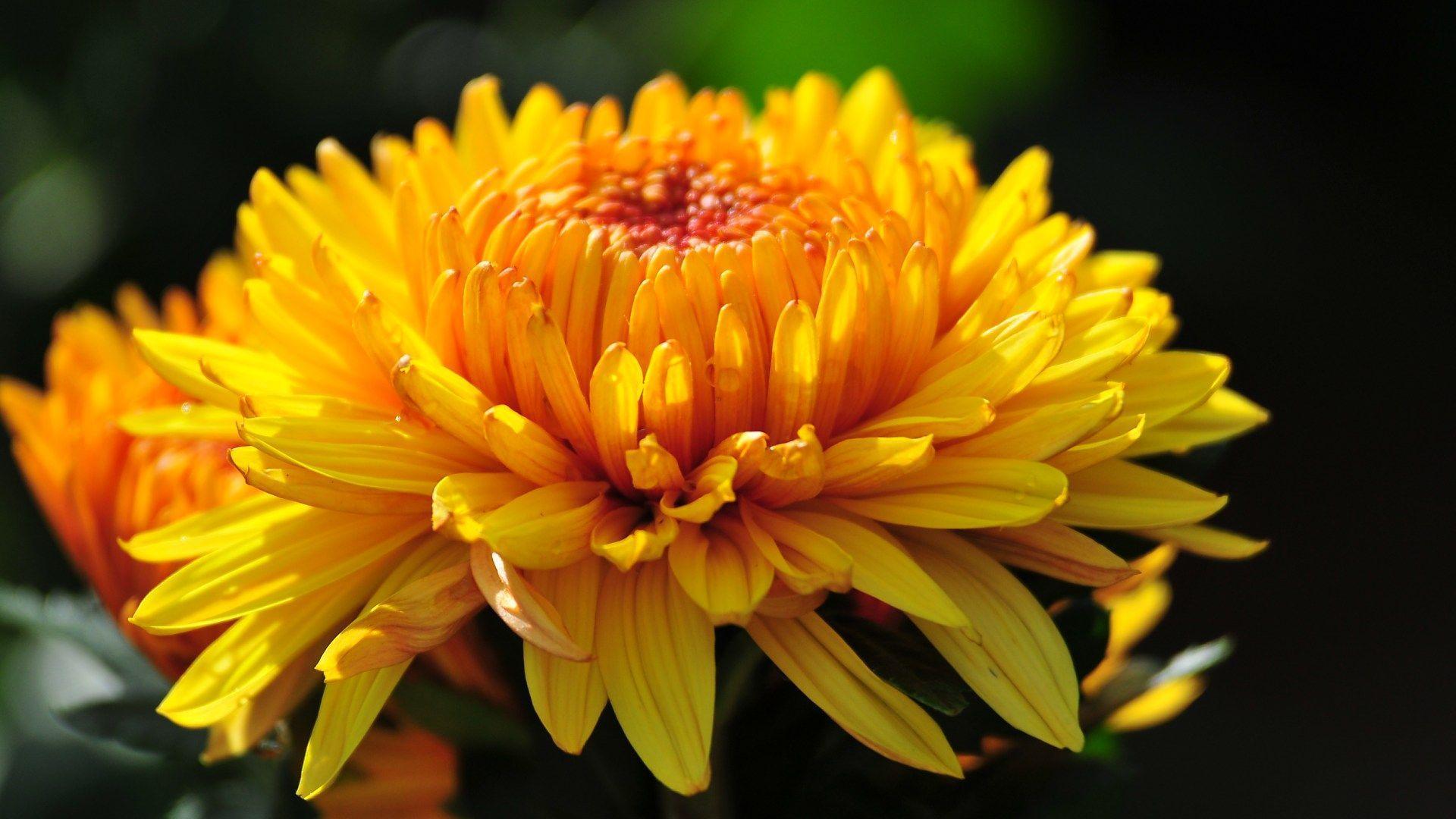 Chrysanthemum Photos, Download The BEST Free Chrysanthemum Stock Photos & HD  Images