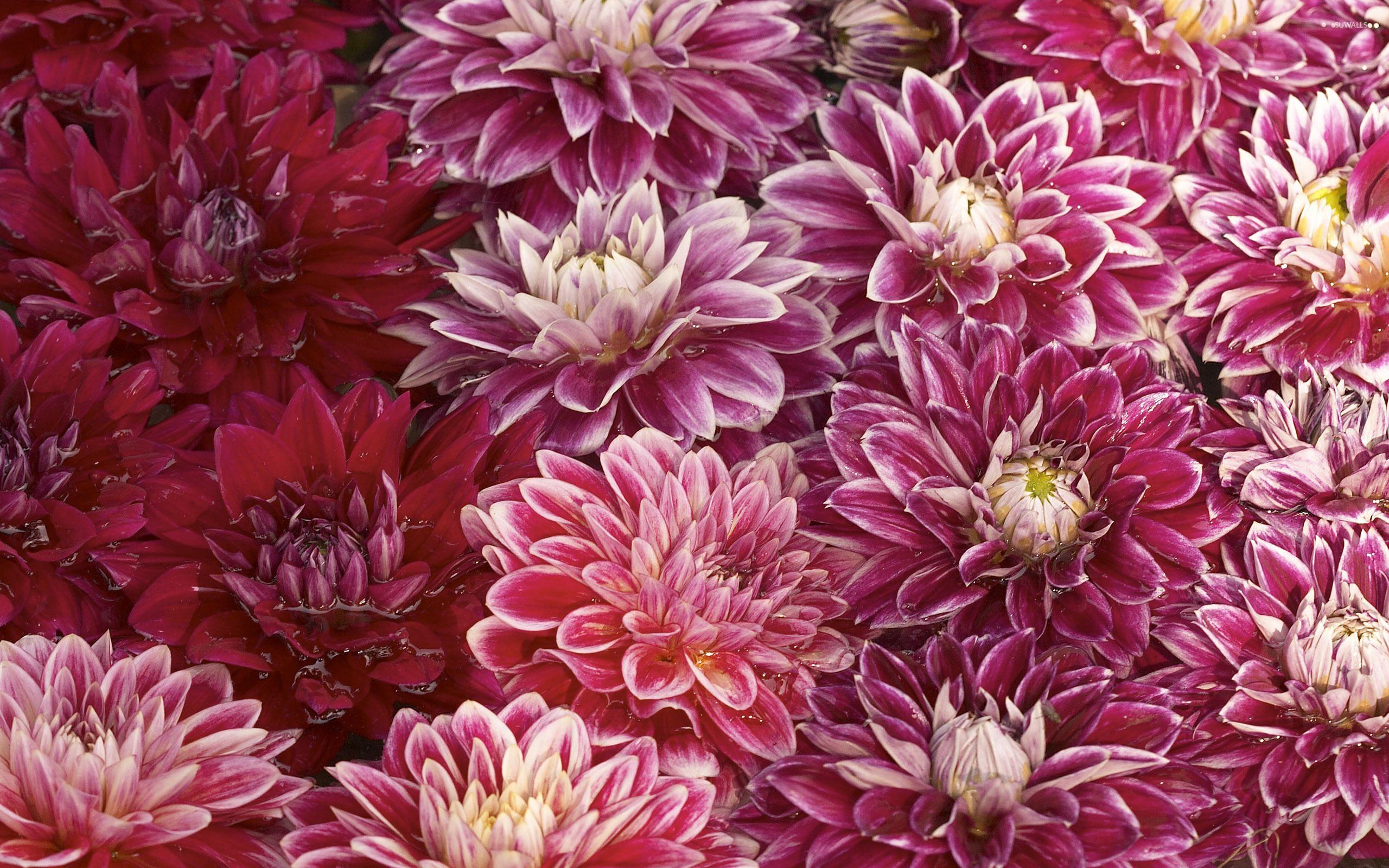 Chrysanthemum wallpaper wallpaper