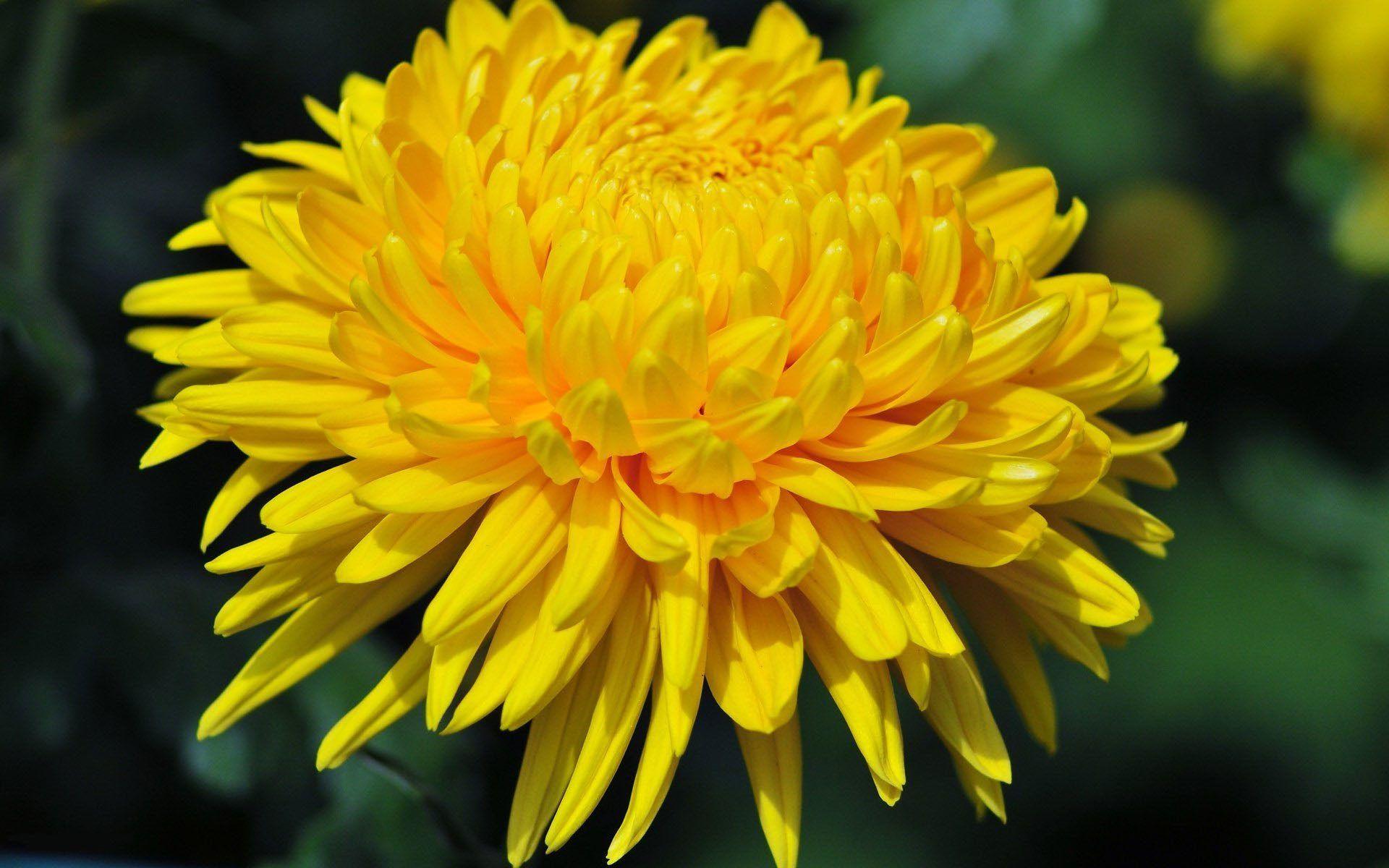 Chrysanthemum HD Wallpaper