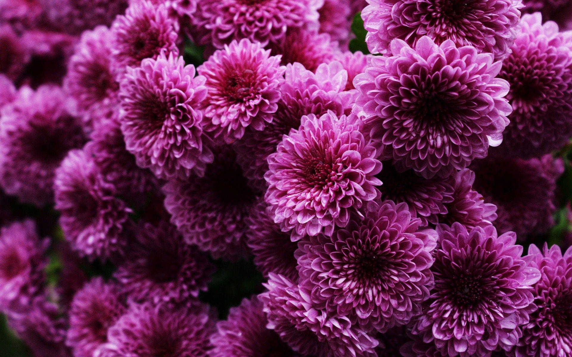 Chrysanthemum Wallpaper. HD Wallpaper Pulse