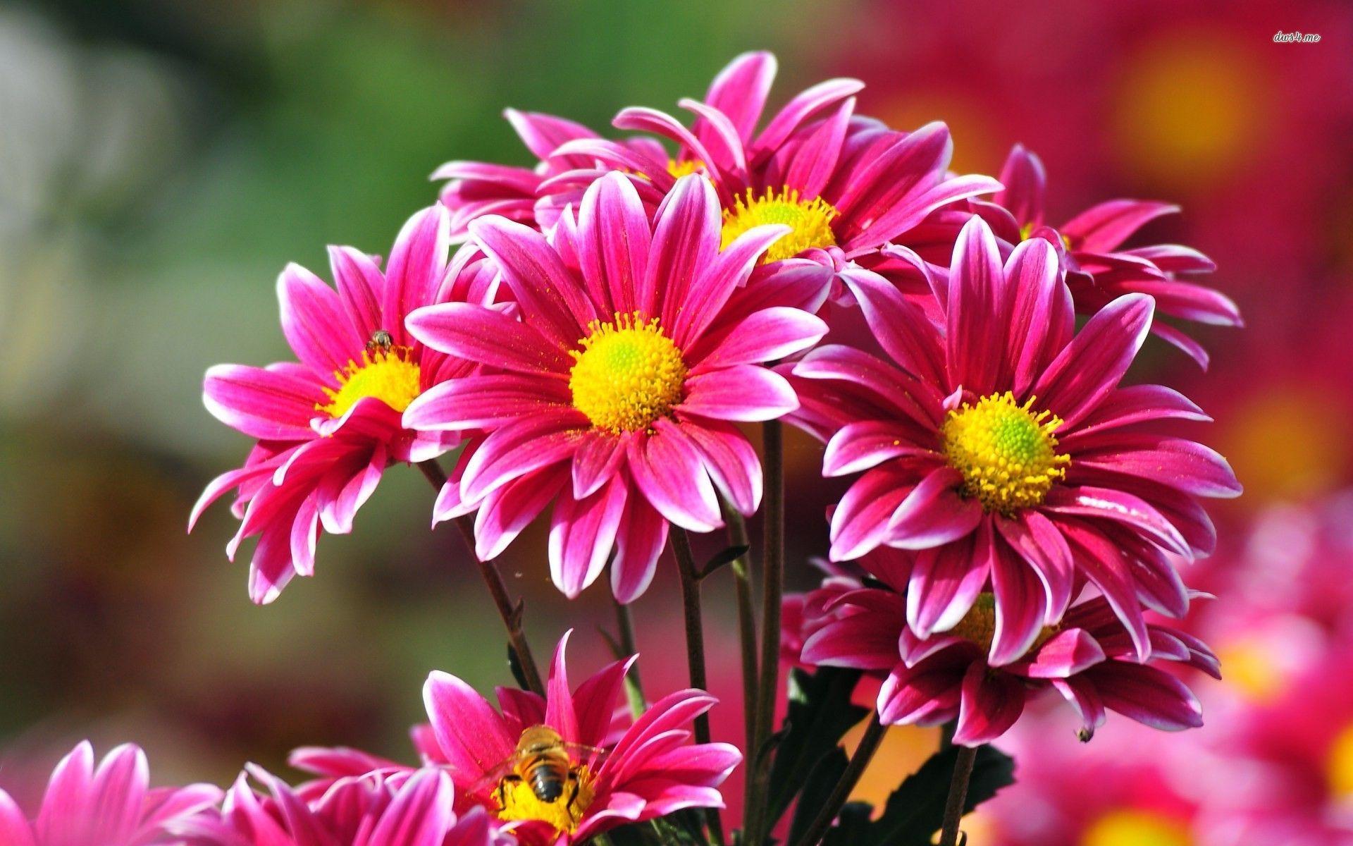 Awesome Chrysanthemum HD Wallpaper