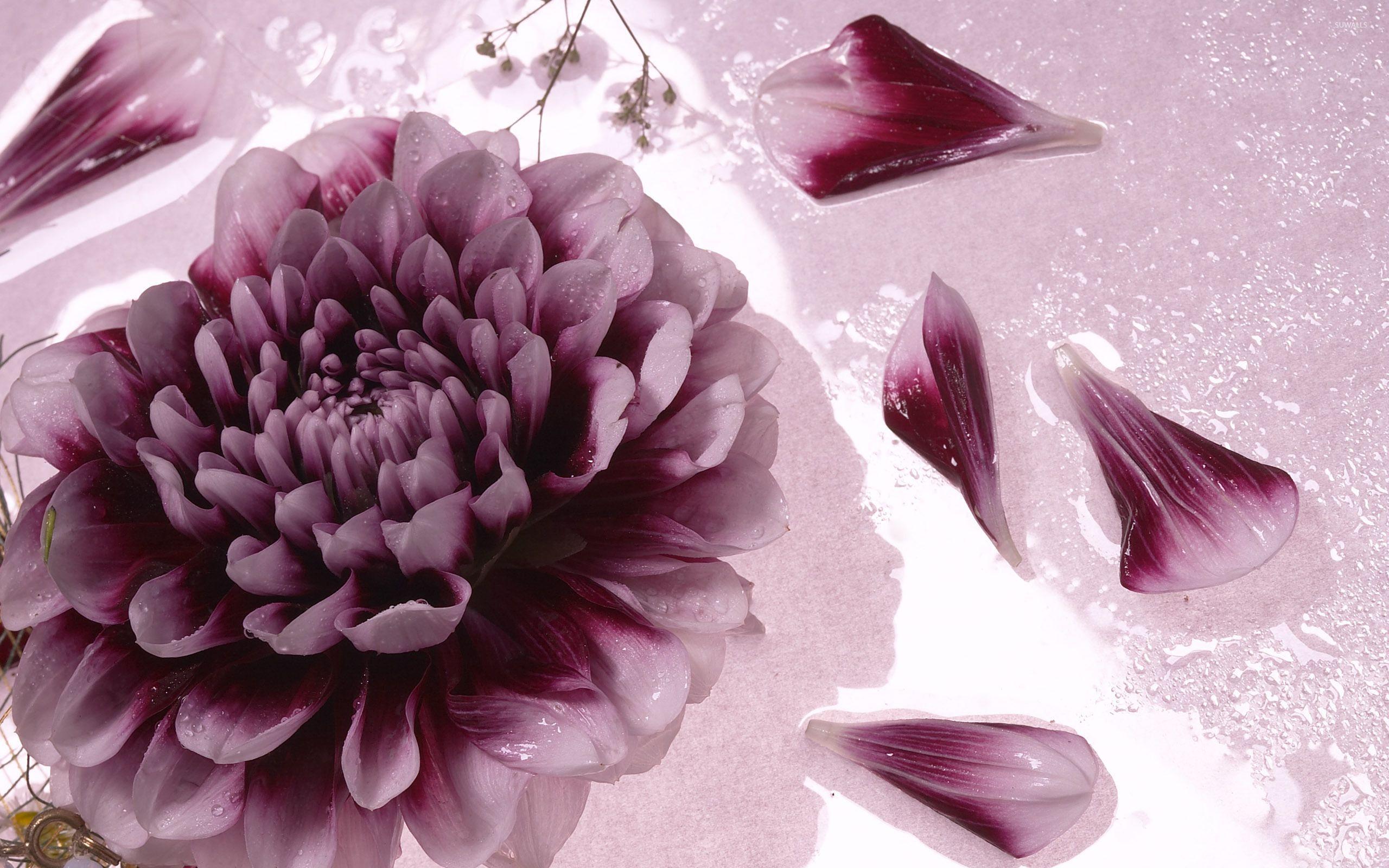 Chrysanthemum wallpaper wallpaper