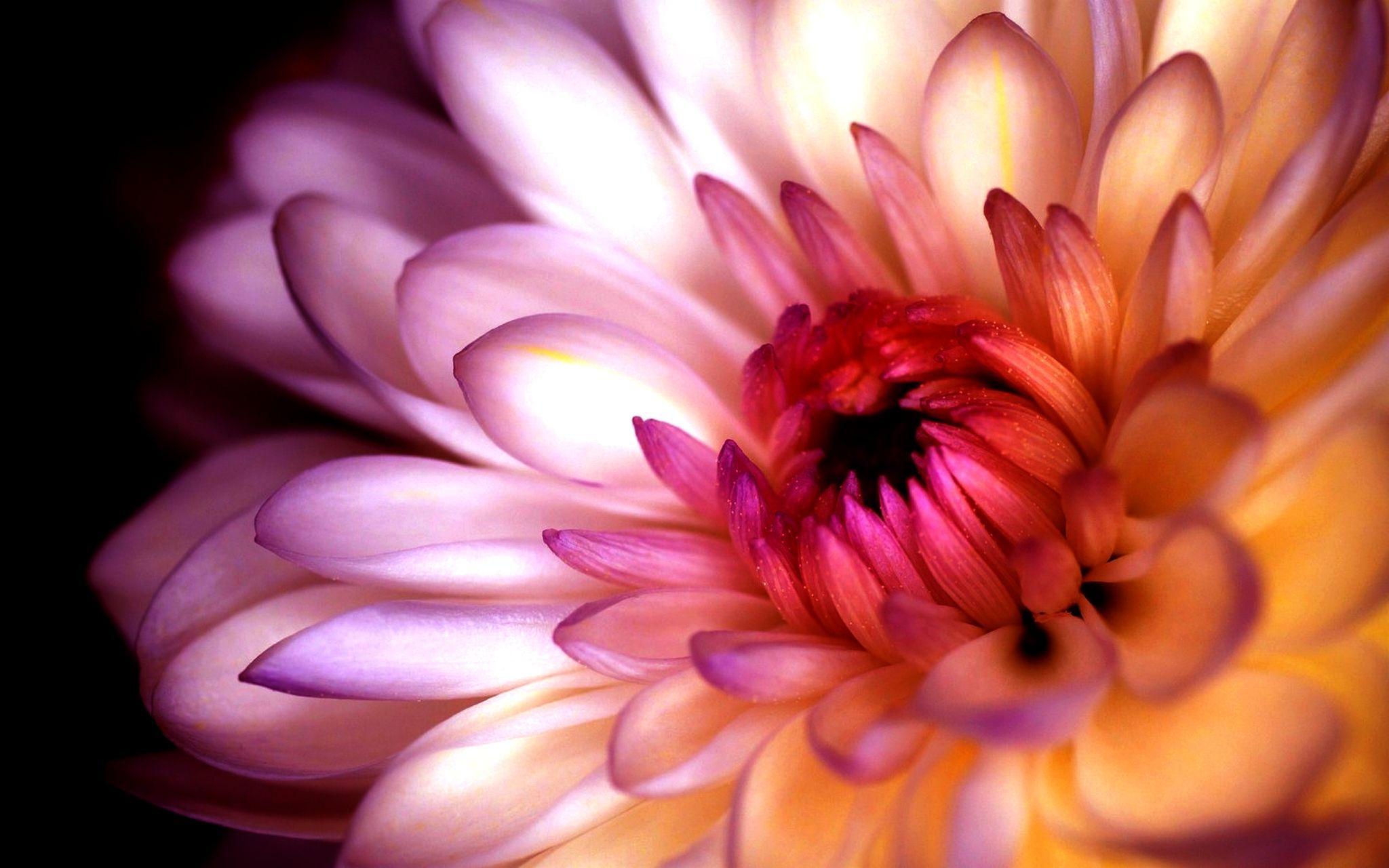 Chrysanthemum Wallpaper Live Image, HD
