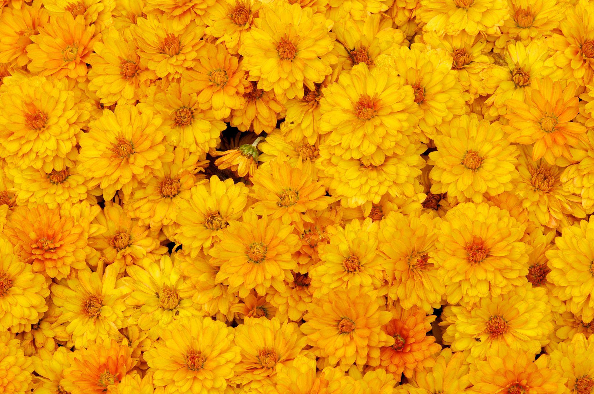HD Chrysanthemum Wallpaper and Photo. HD Flowers Wallpaper
