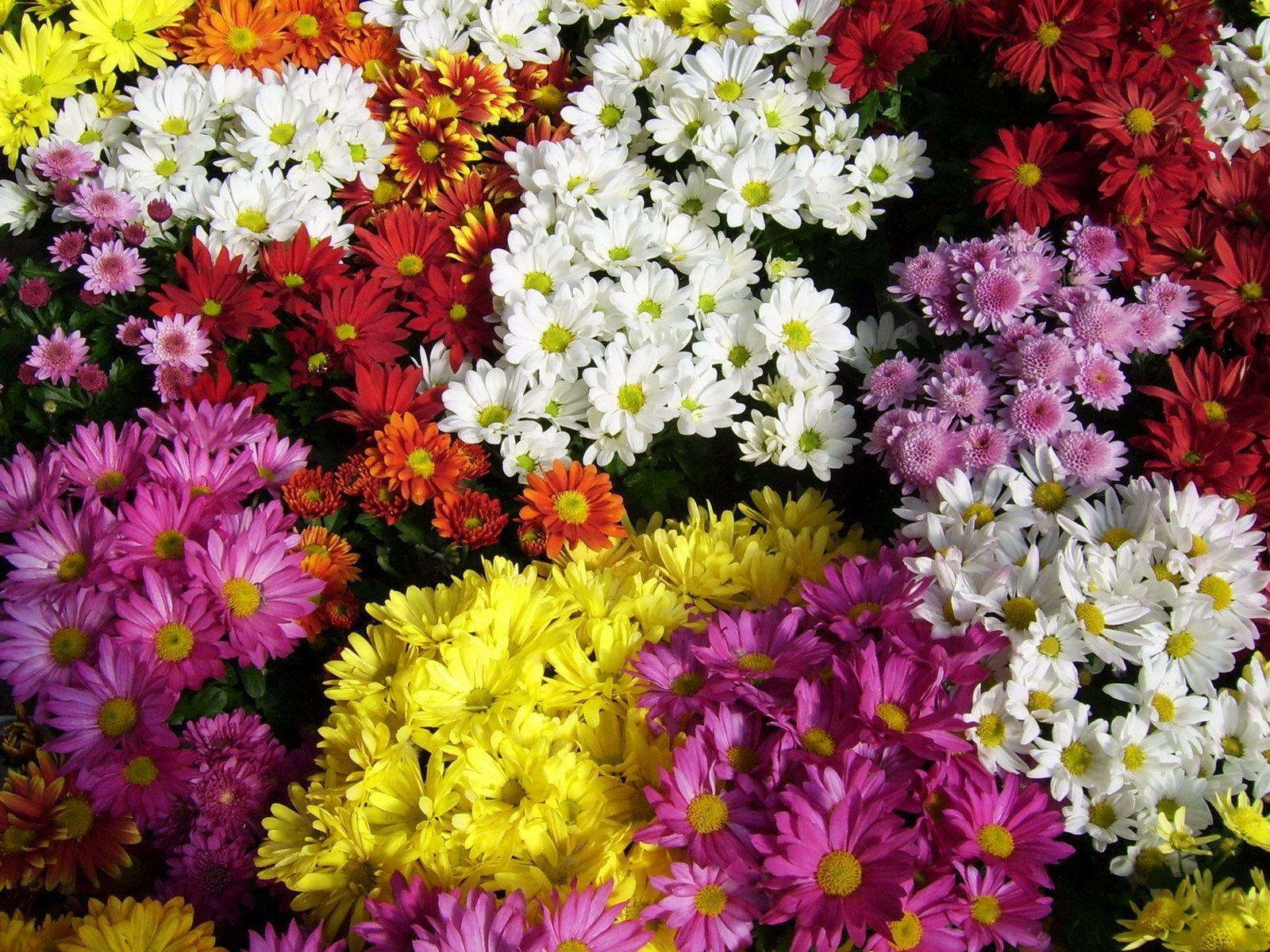 Download Wallpaper 1600x1200 Chrysanthemum, Flowers, Many