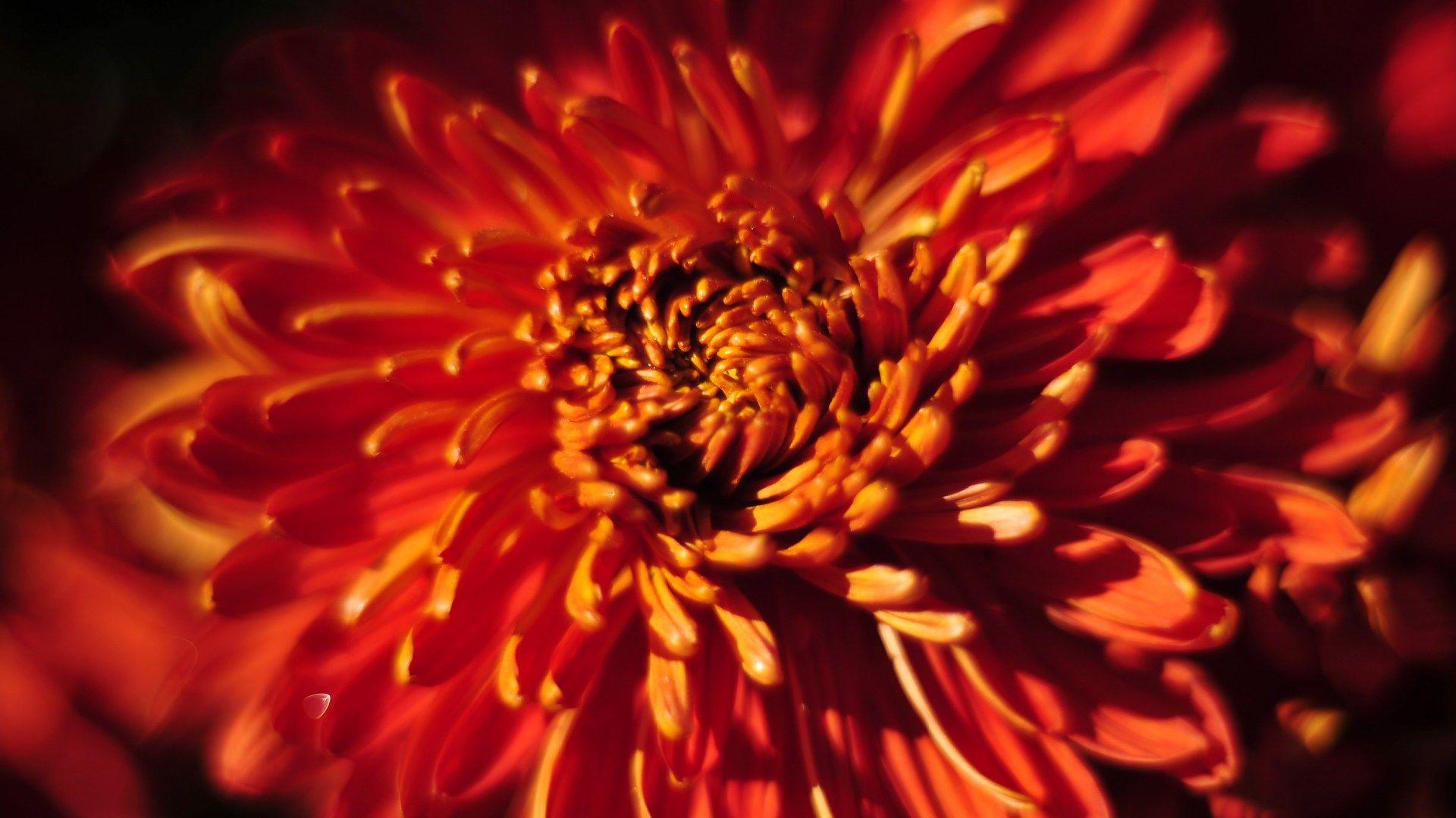 Chrysanthemum Wallpaper Live Image, HD