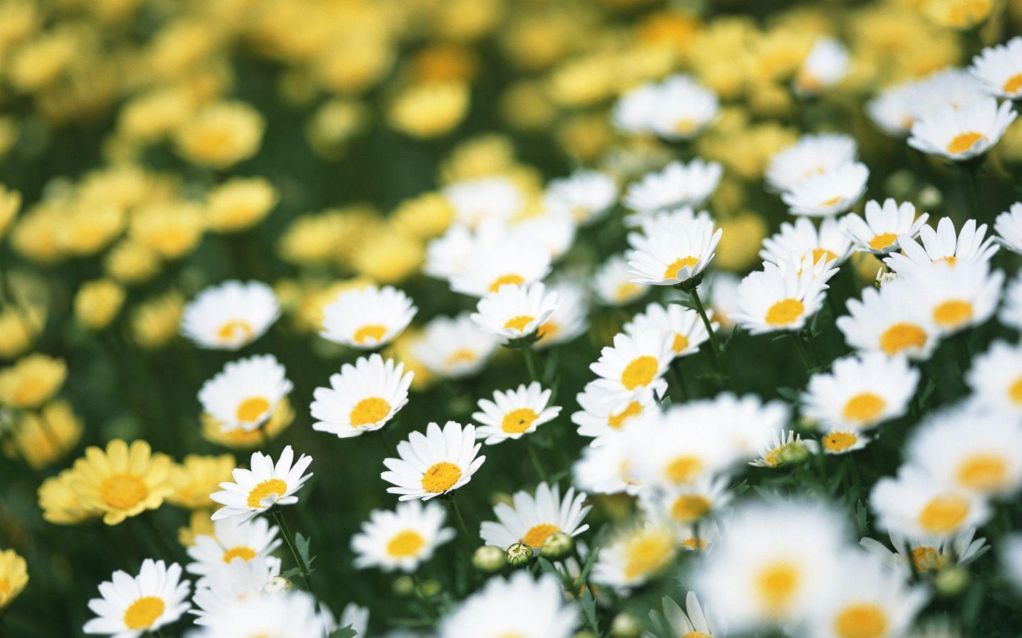 Chrysanthemum Daisy Widescreen Wallpaper 1440x900 NO.14 Desktop