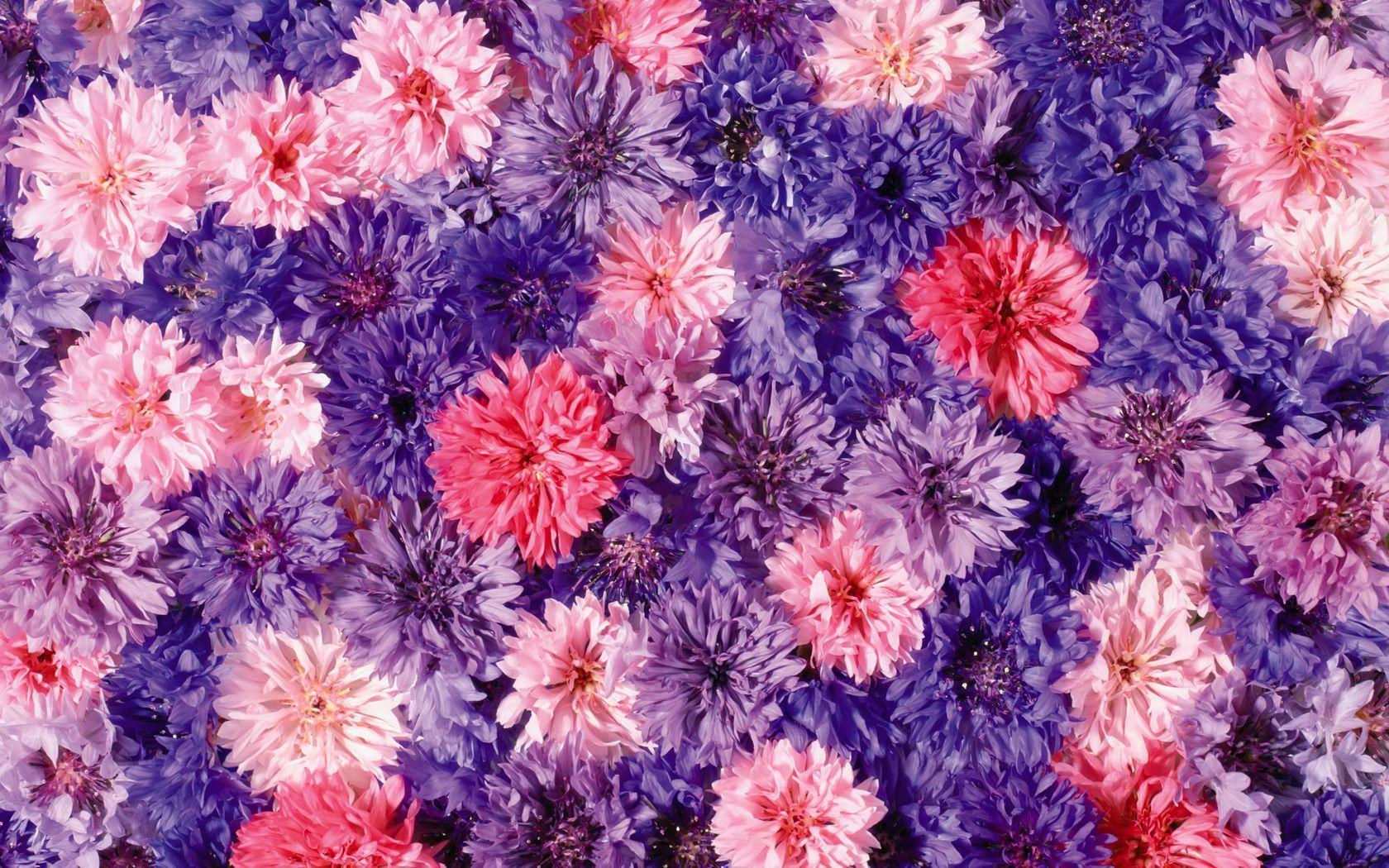 Download Free Modern Chrysanthemums The Wallpaper 1728x1080px