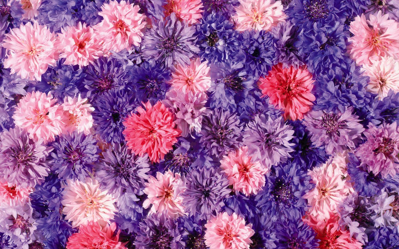Chrysanthemum Wallpapers - Wallpaper Cave