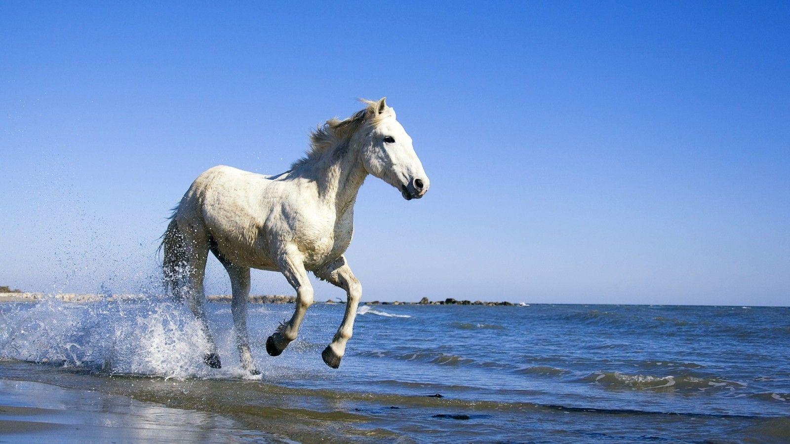 White Horse Running on the Beach widescreen wallpaper. Wide