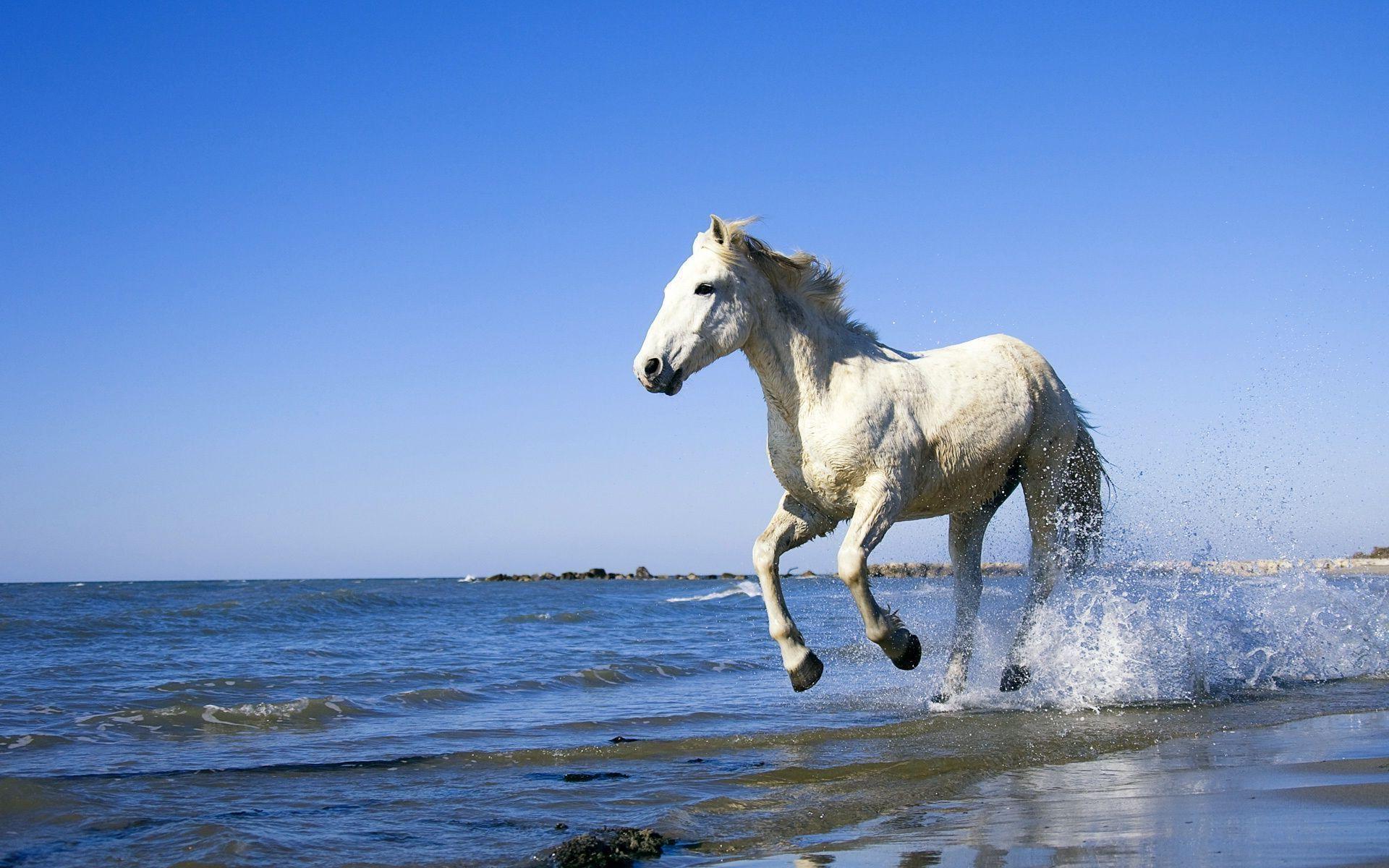 White horse on the beach wallpaper. Animals. Beach