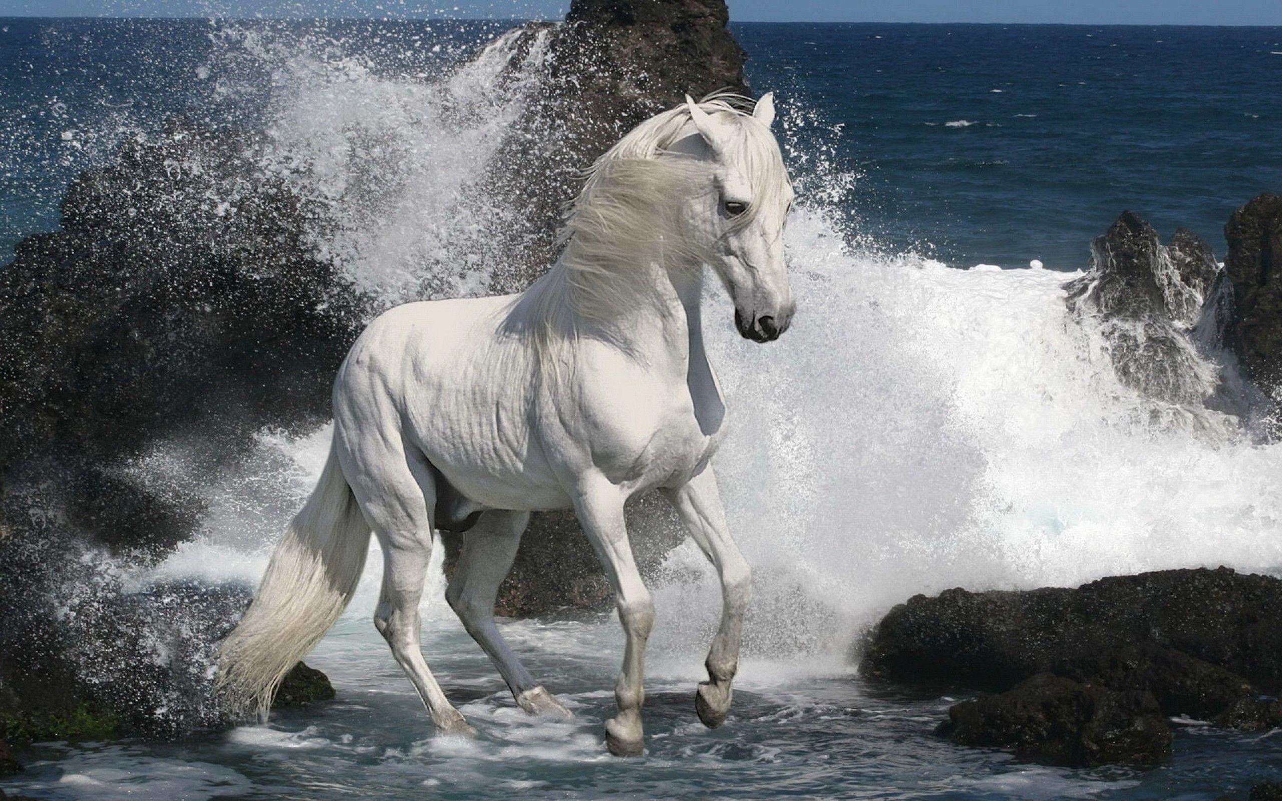 Horses Running On The Beach
