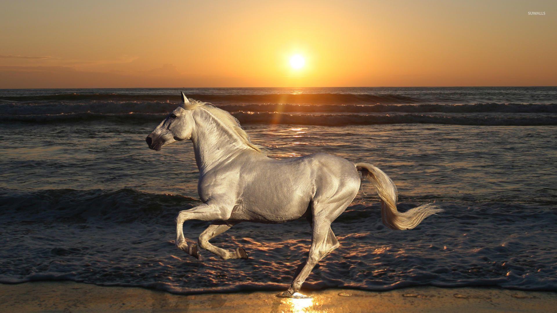 White horse running on the beach wallpaper wallpaper