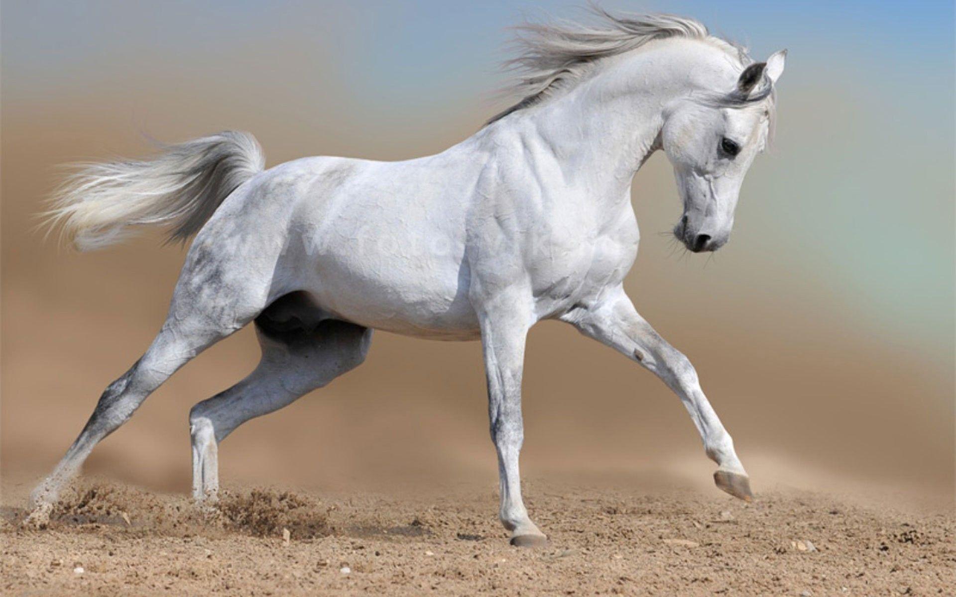 White Horses Running