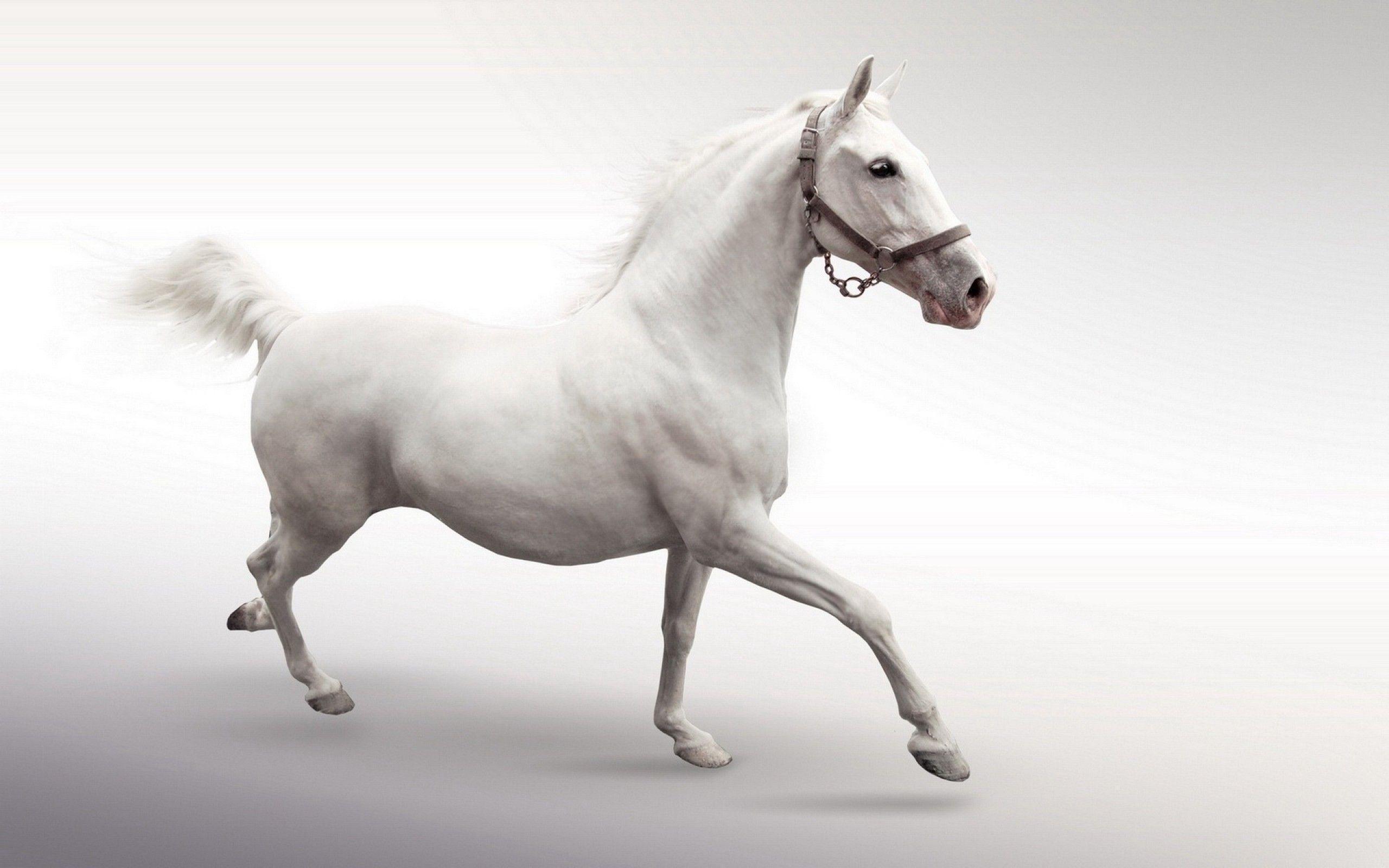 Running White Horse. Wallpaper Wallpaper Nature Free
