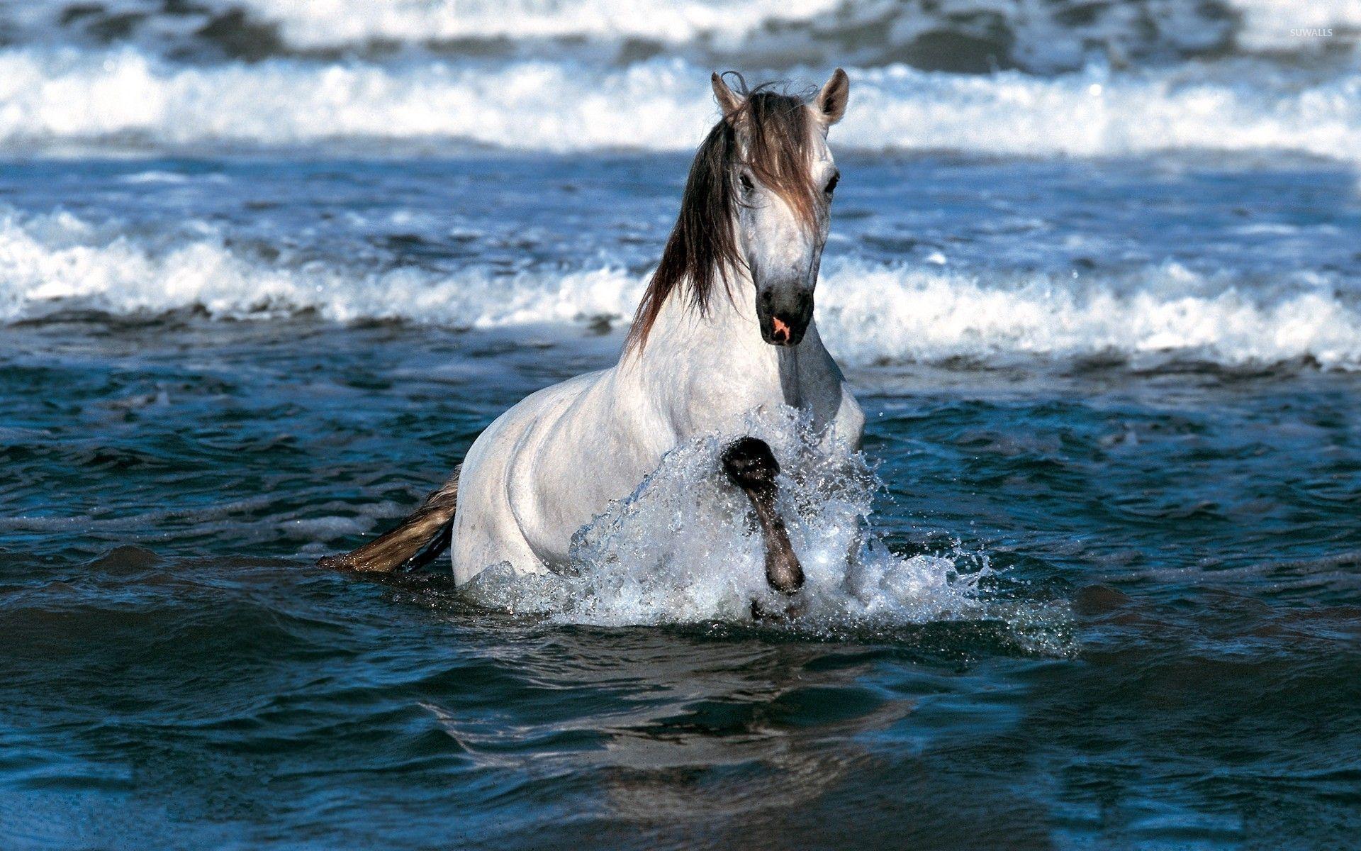 White horse running in the ocean wallpaper wallpaper
