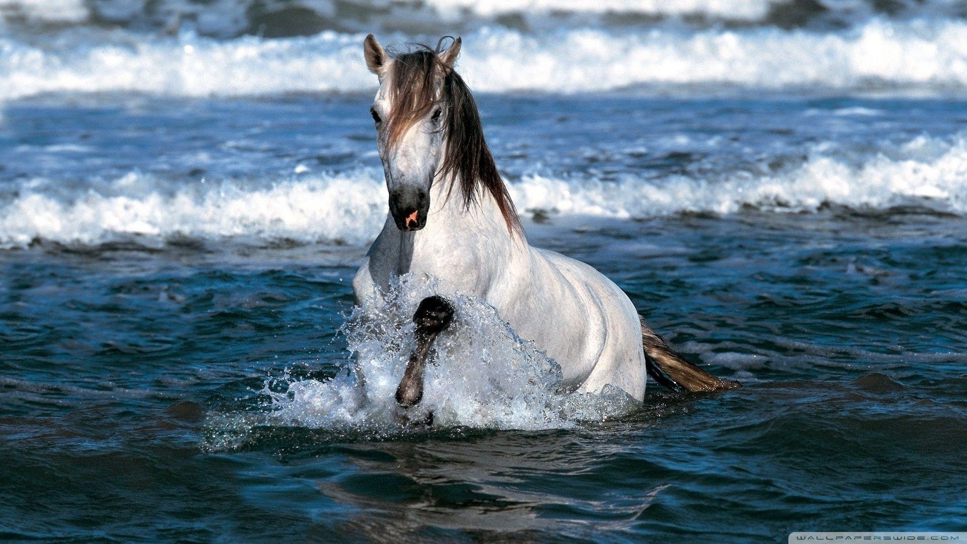 White Horse Running In Water HD desktop wallpaper, High