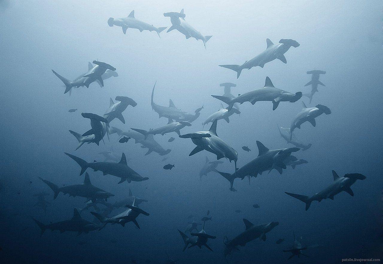 Family of Hammerhead 
        Sharks
