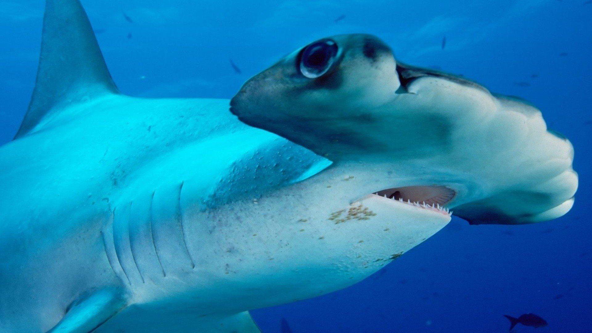 Hammerhead Shark HD Wallpaper and Background Image
