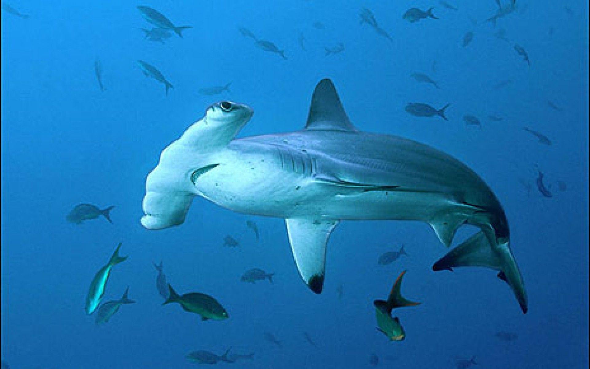Hammerhead shark Underwater sea Sea life wallpaper