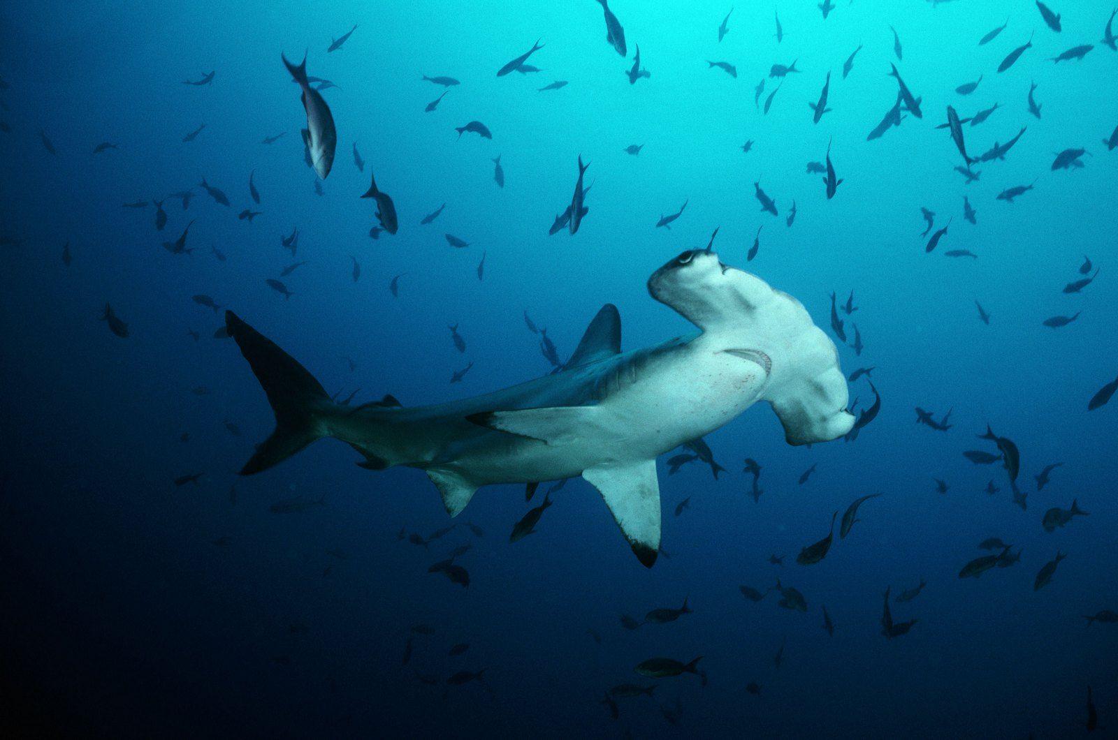 Baby Hammerhead Sharks