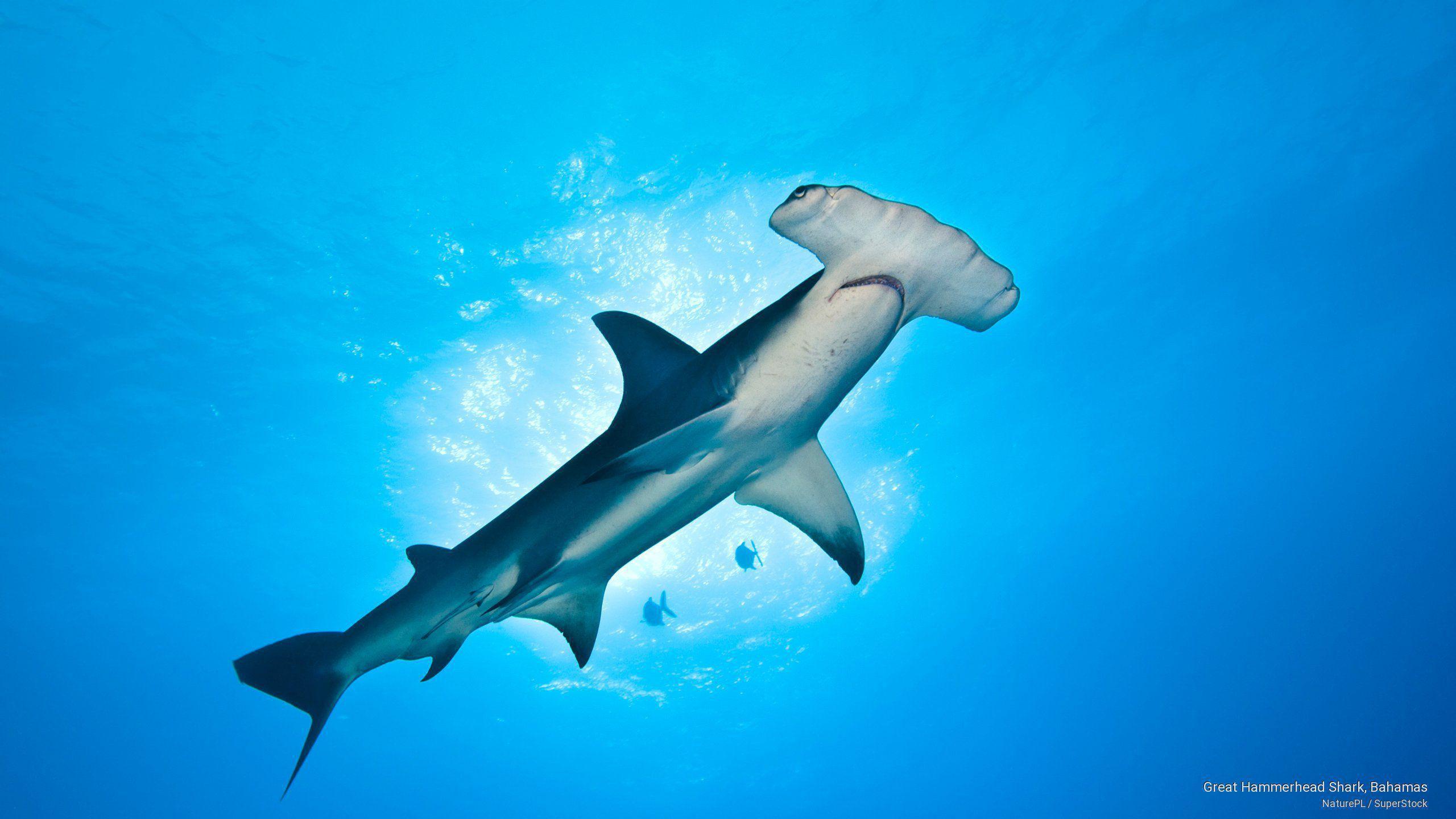 Hammerhead Shark Wallpaper Background