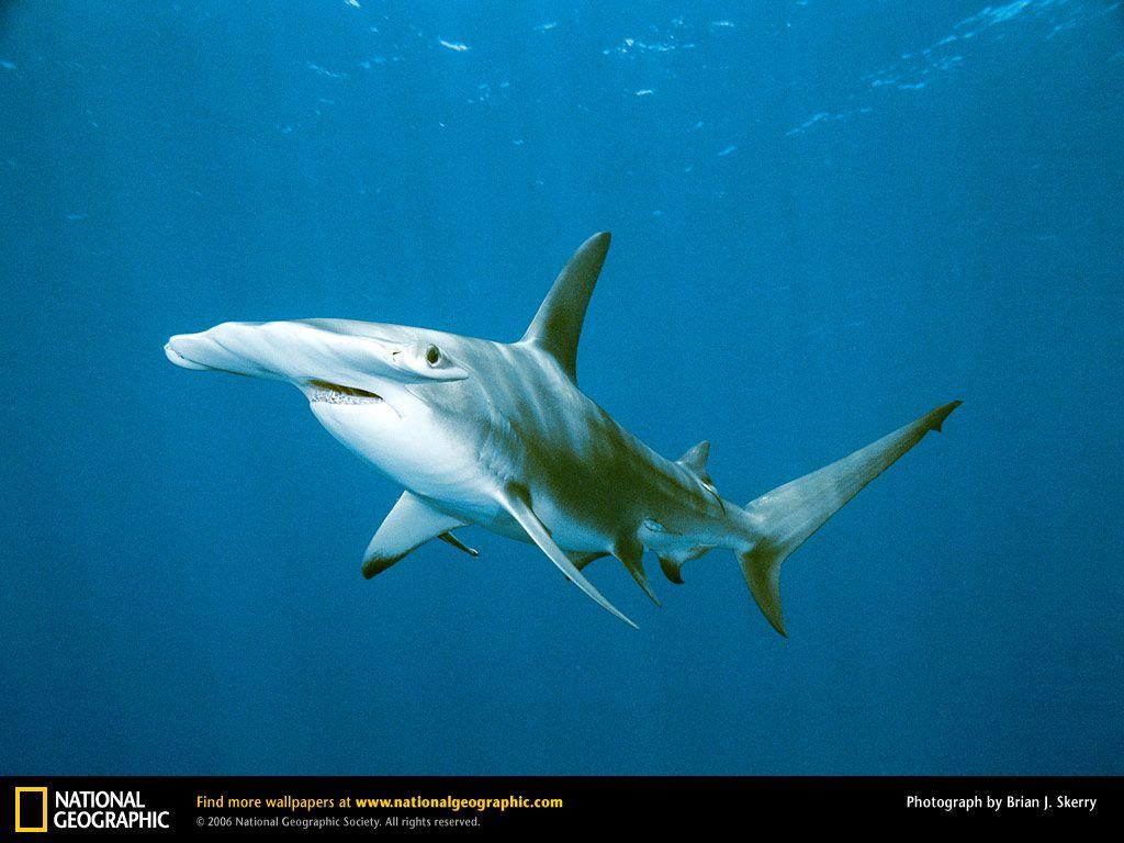 Hammerhead Shark Picture, Hammerhead Shark Desktop Wallpaper, Free