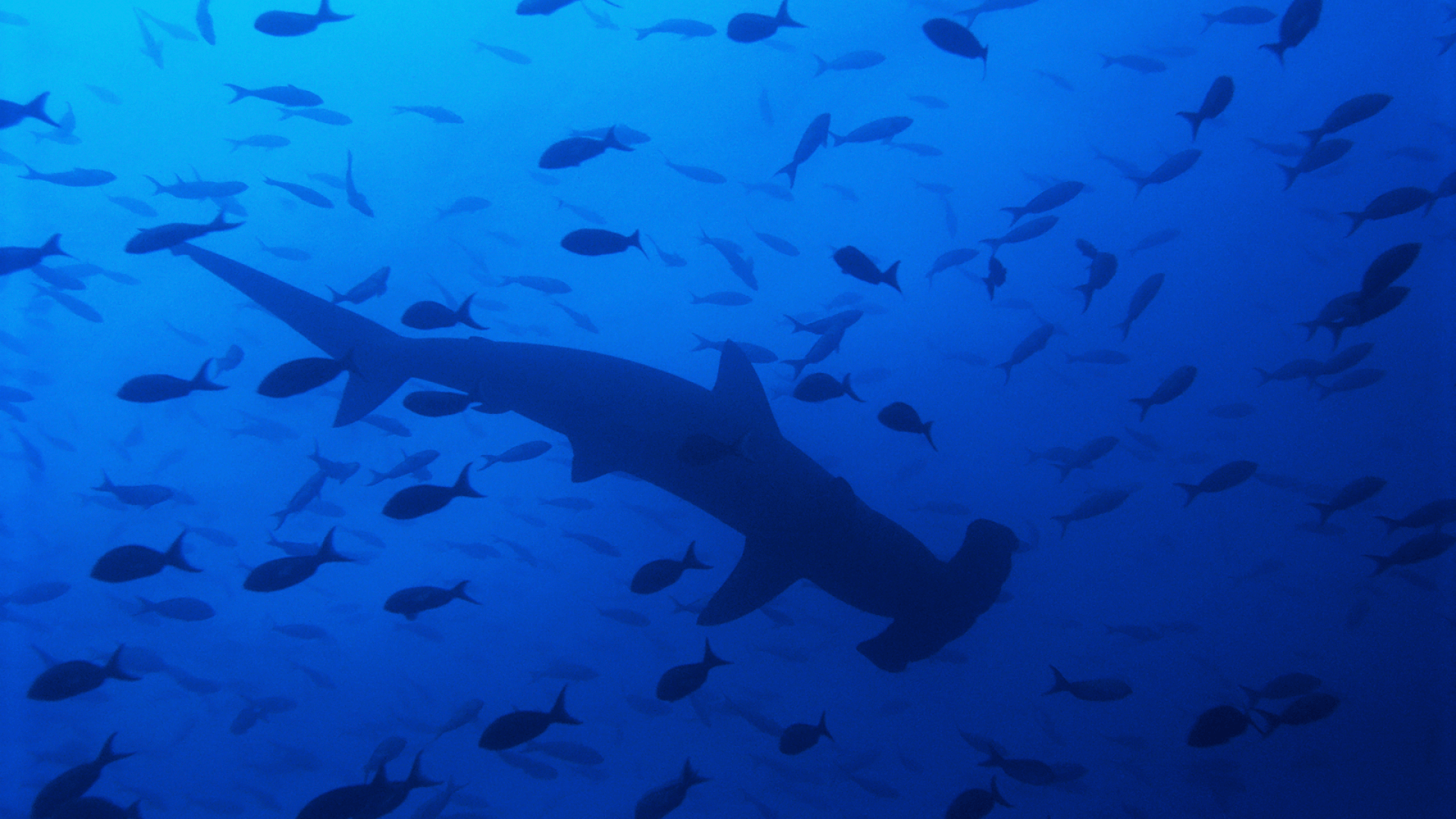 21360) Hammerhead Shark Wallpaper HD