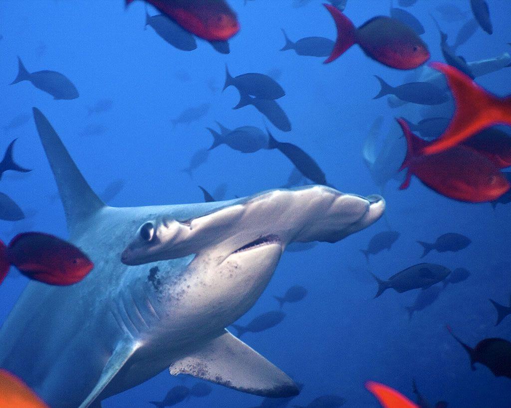 21404) Hammerhead Shark Cool Wallpaper
