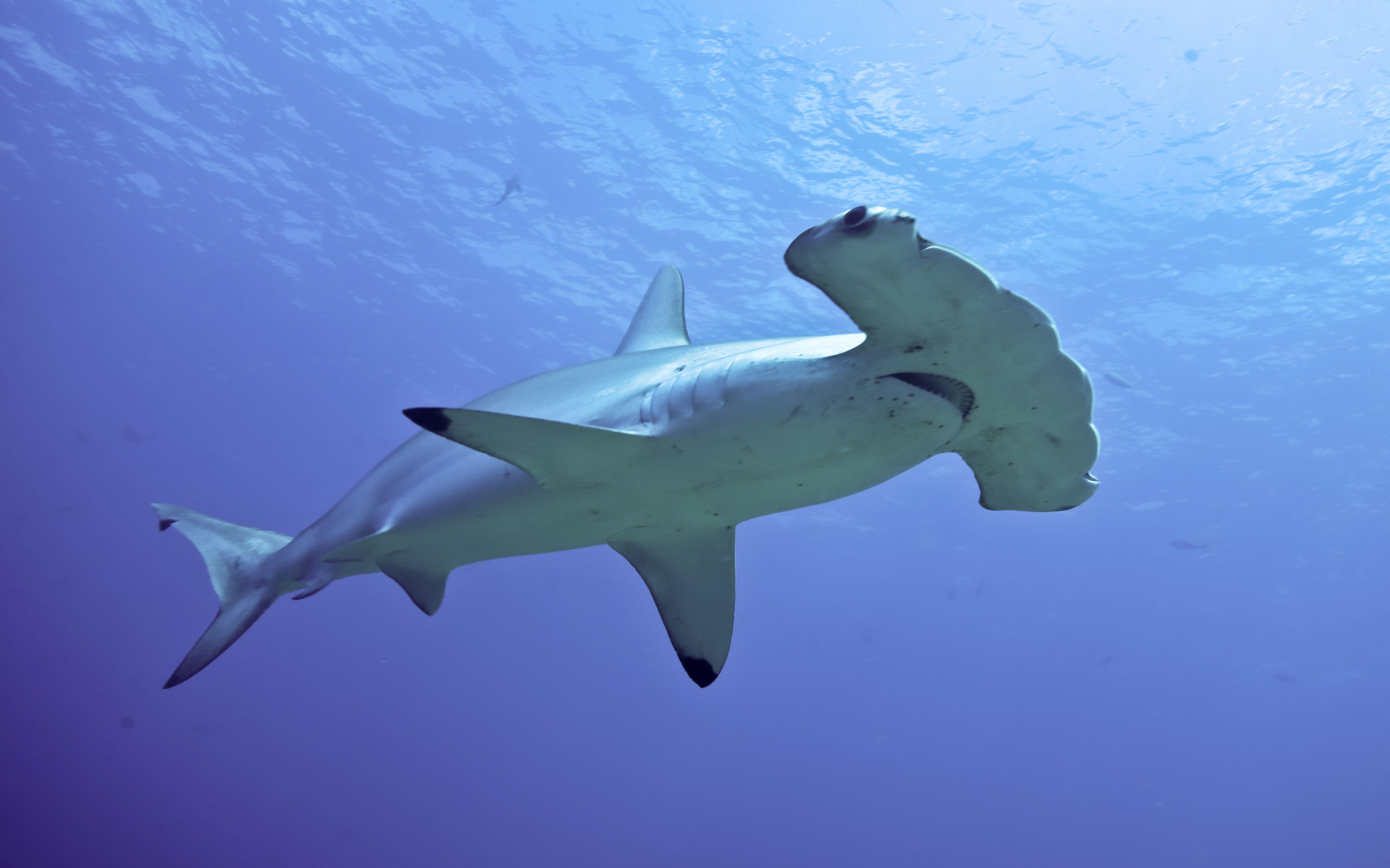 Hammerhead Shark Desktop Wallpaper HD For Mobile Phones