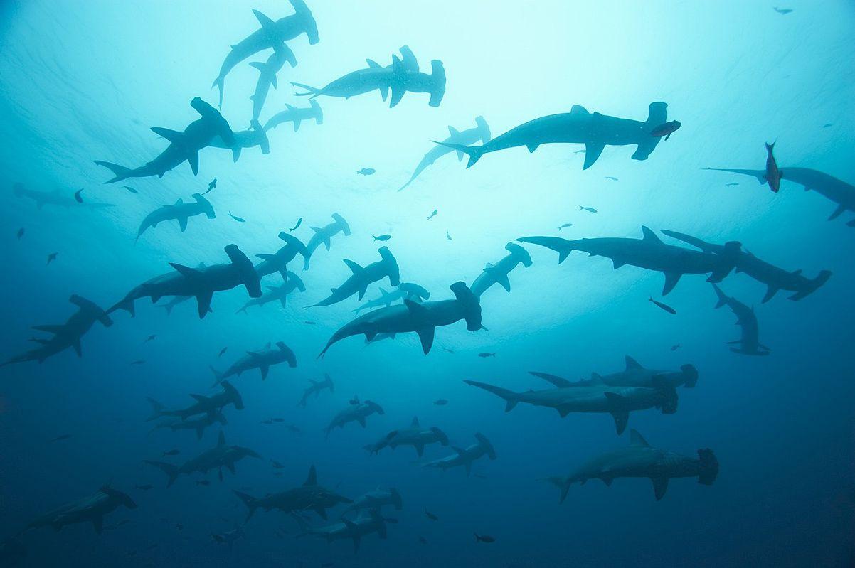 Wow. A school of hammerhead sharks, Galapagos Archipelago