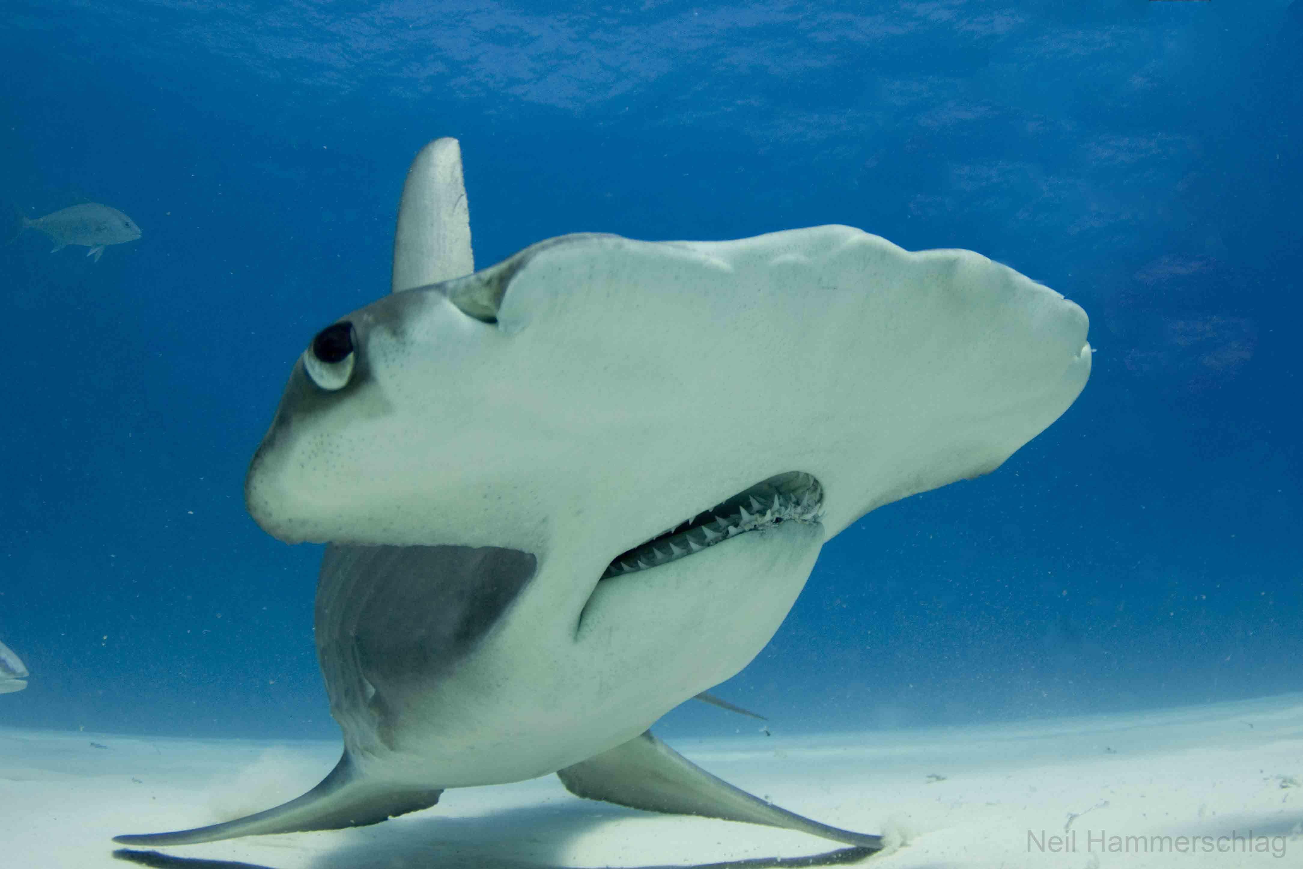 Hammerhead Shark Photo From “Exhilarating” Dive