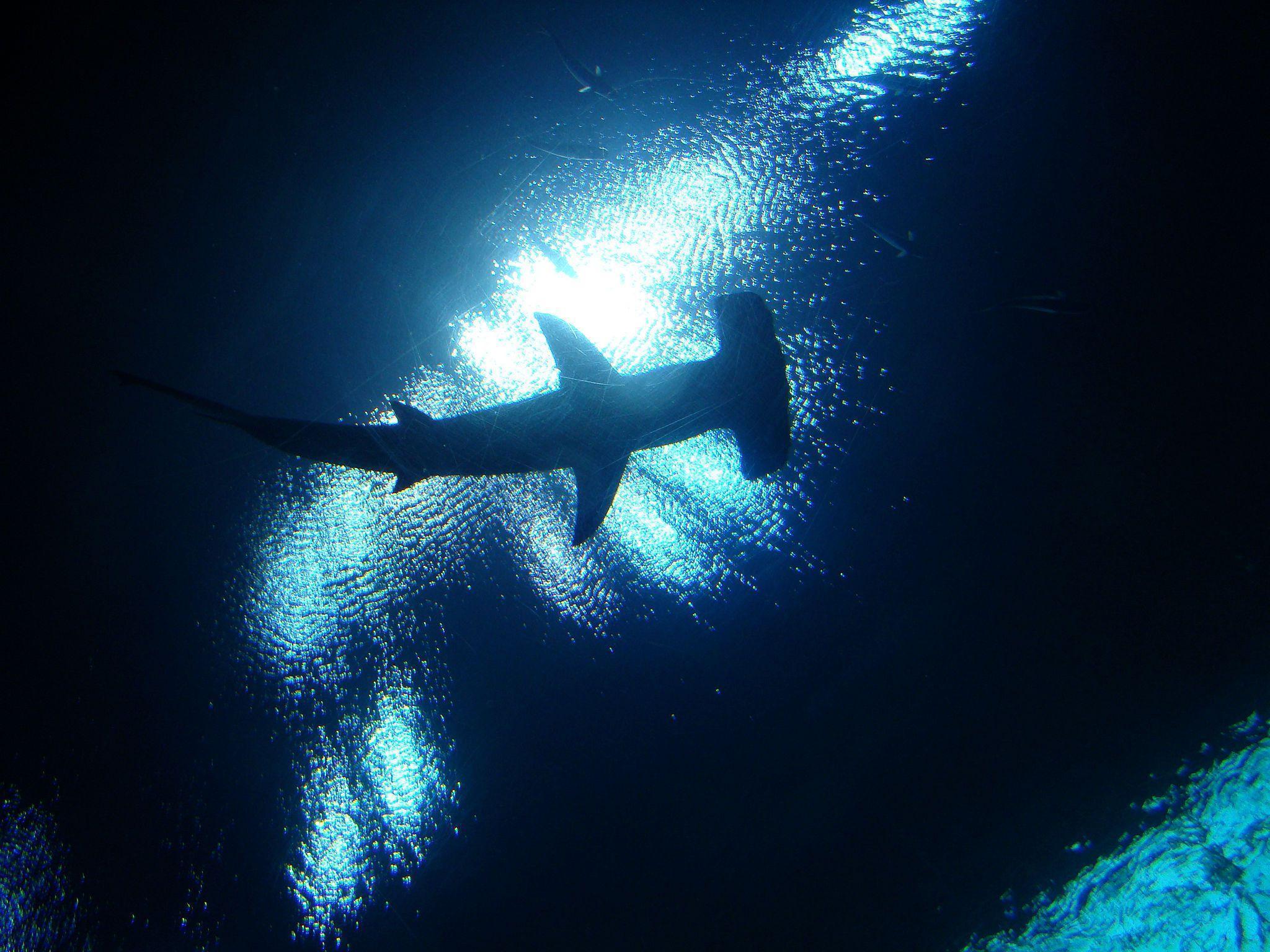 30 Free Hammerhead  Shark Images  Pixabay