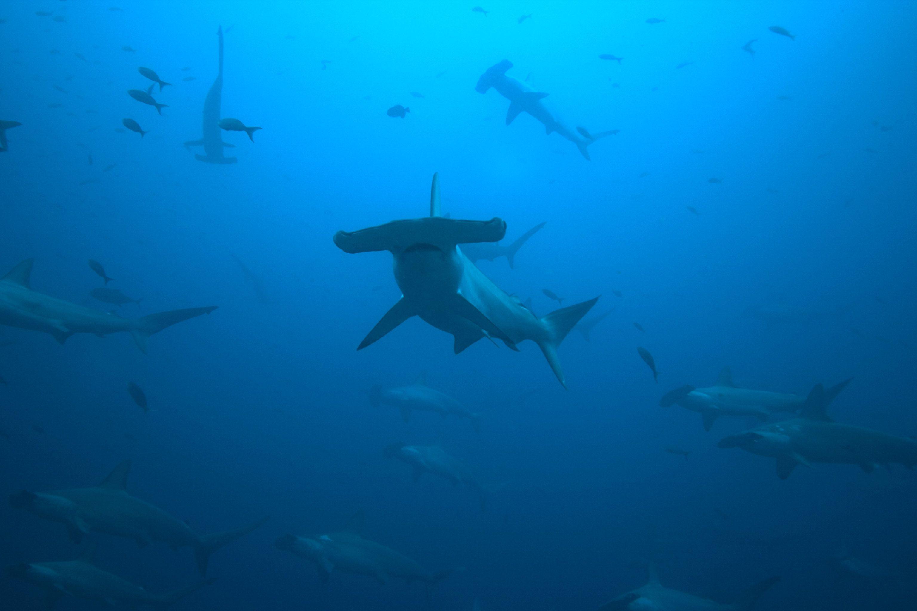 Animals Fishes Hammerhead Shark Ocean Oceanscape Sealife Sharks